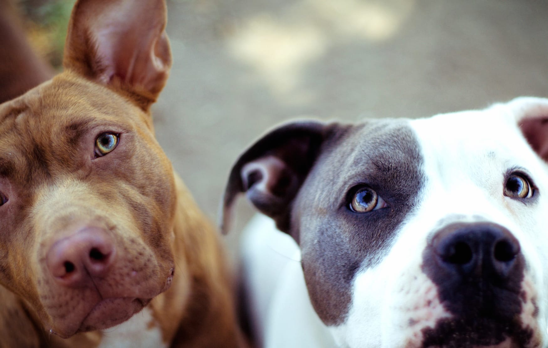 Adorable Pit Bull Duo at 2560 x 1440 HD size wallpapers HD quality