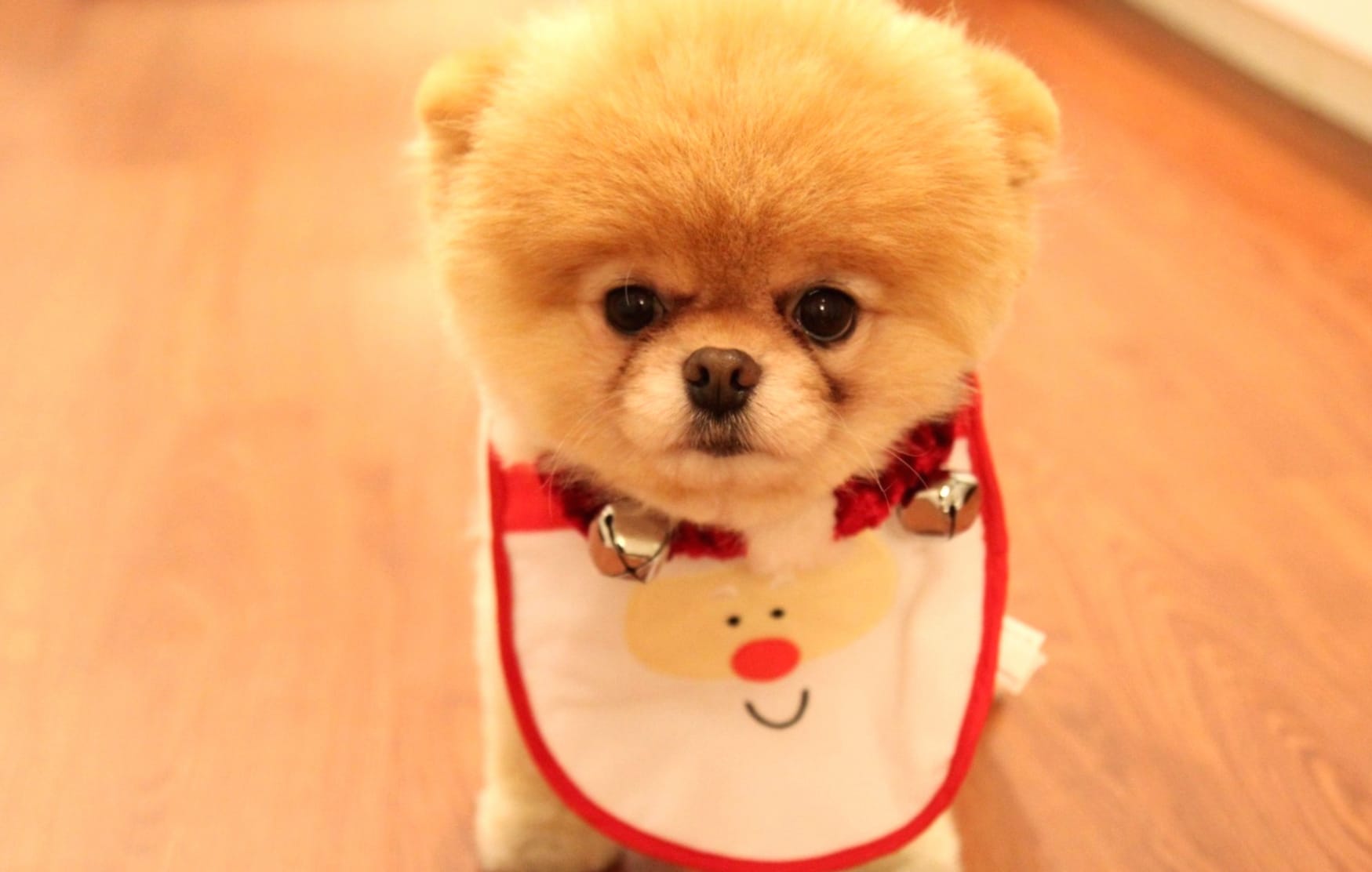 Adorable Pomeranian at 640 x 960 iPhone 4 size wallpapers HD quality