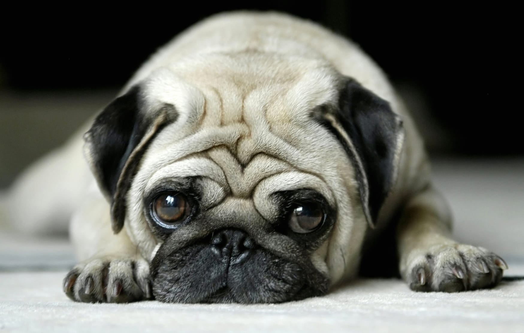 Adorable Pug at 2048 x 2048 iPad size wallpapers HD quality