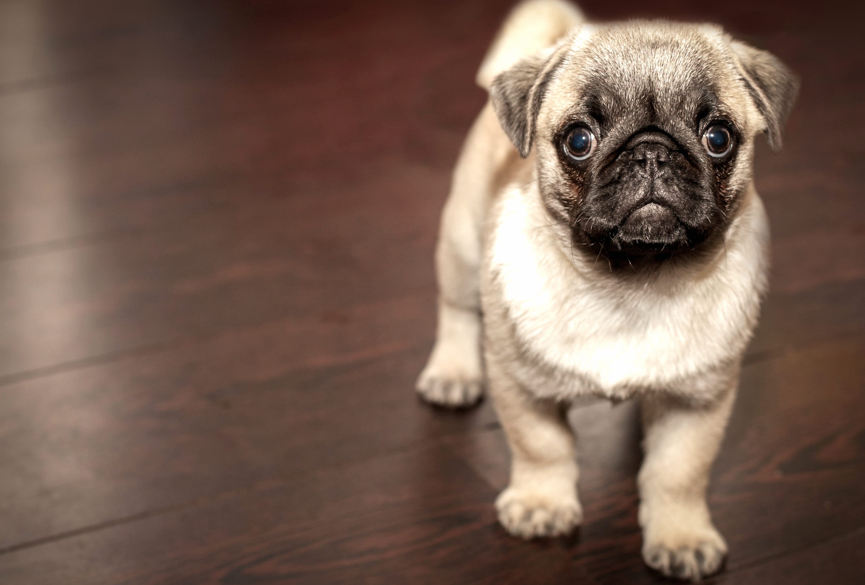 Adorable Pug Puppy wallpapers HD quality