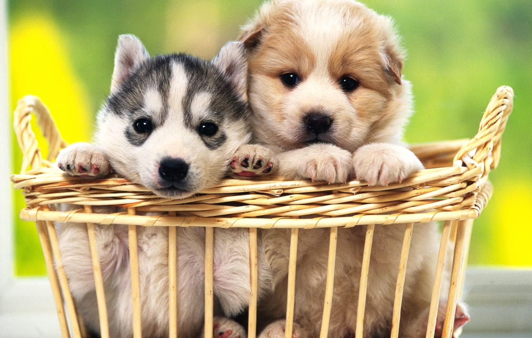 Adorable Puppies wallpapers HD quality