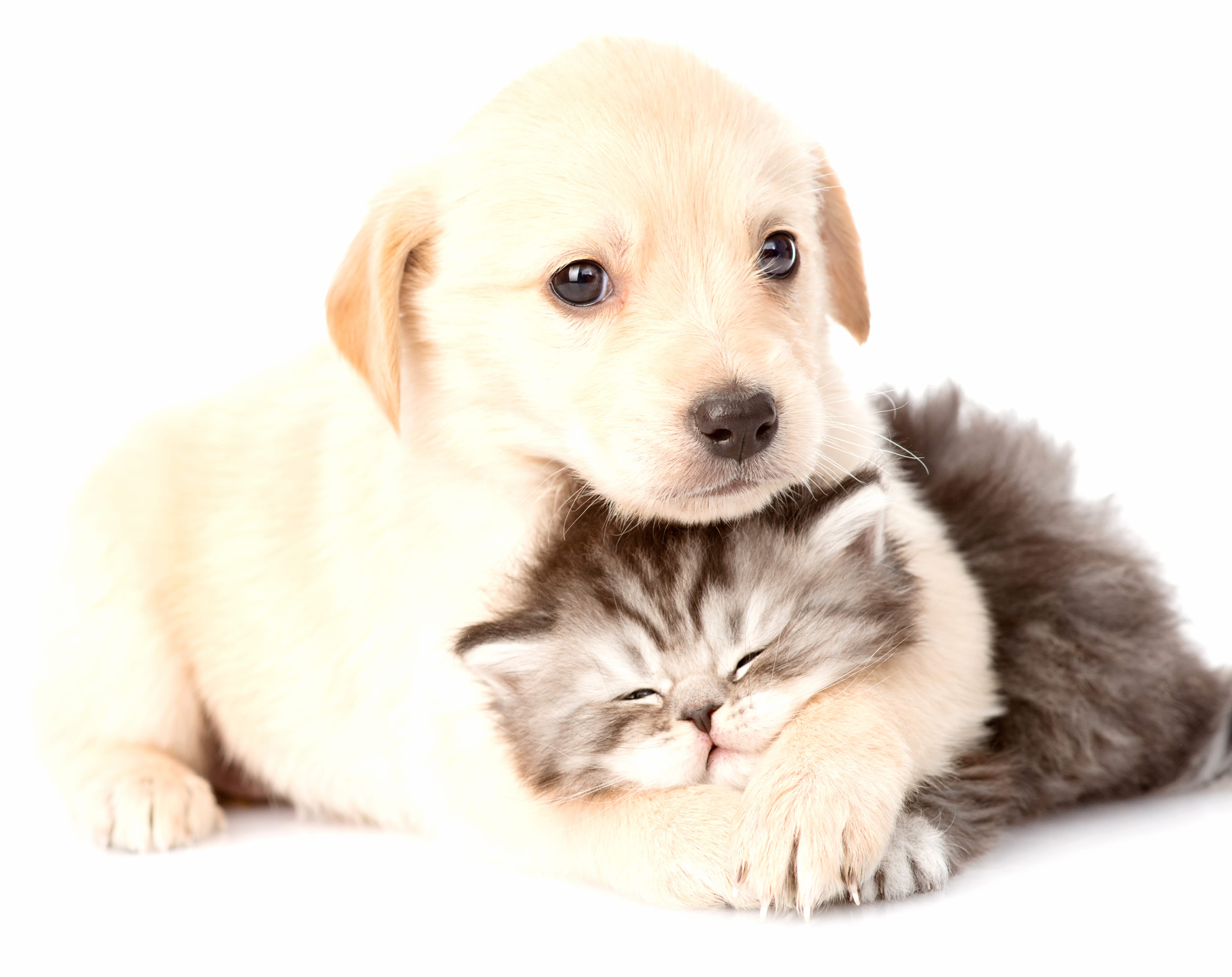 Adorable Puppy and Kitten wallpapers HD quality