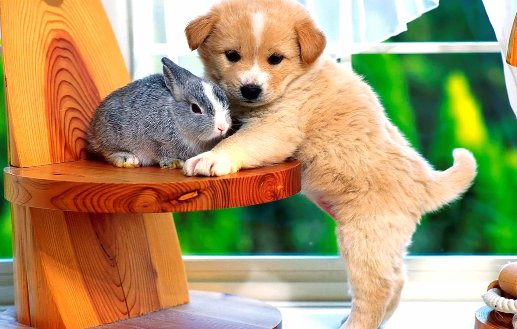 Adorable Puppy and Rabbit wallpapers HD Adorable Puppy and Rabbit wallpapers HD quality