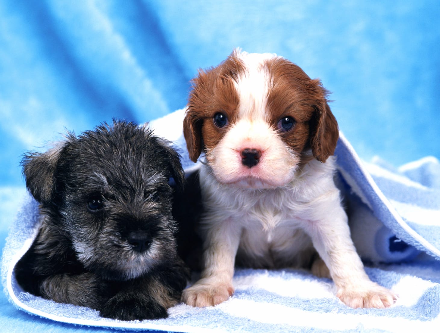 Adorable Puppy Duo wallpapers HD quality