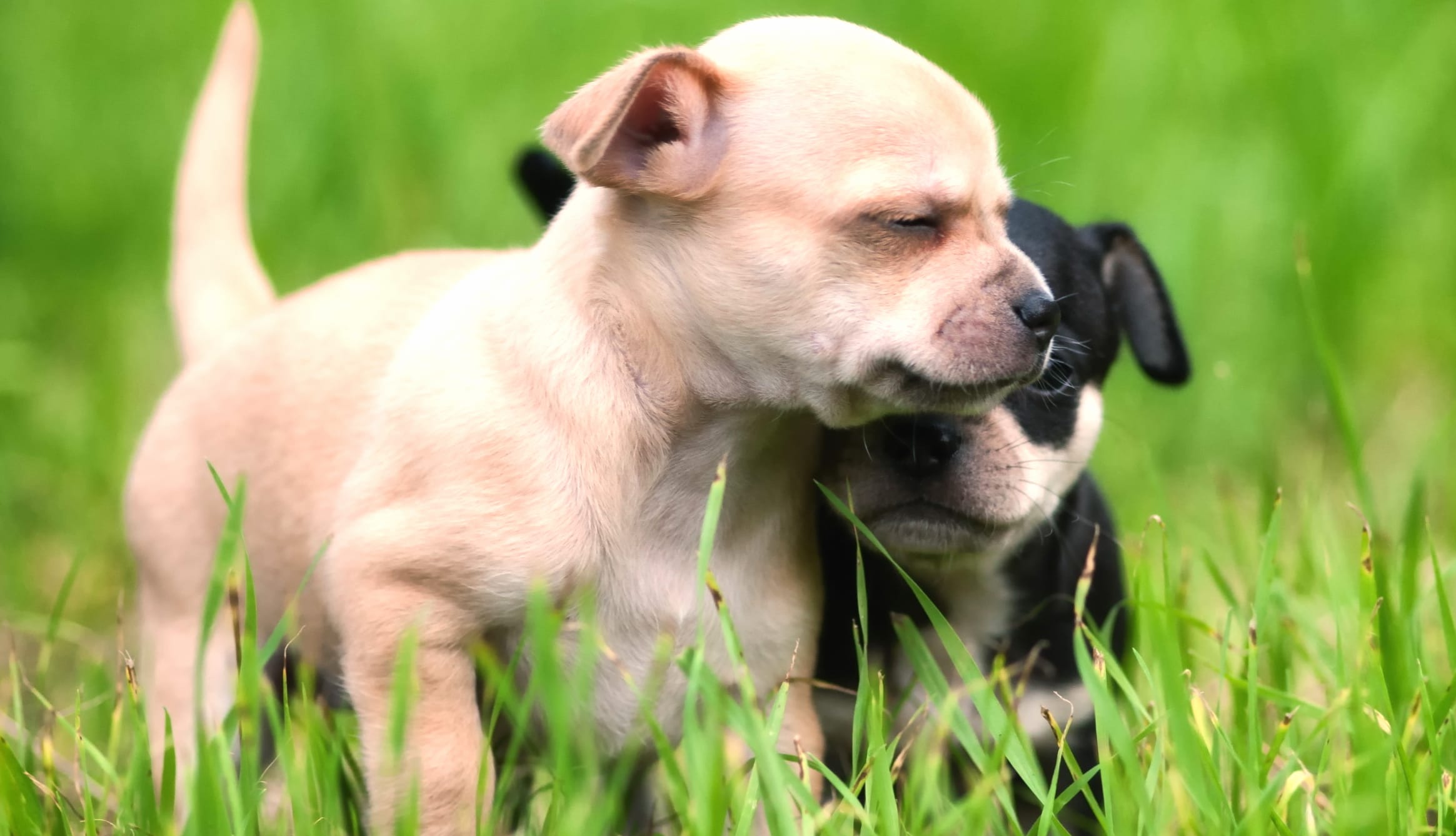 Adorable Puppy Duo - of Ba at 1280 x 720 HD size wallpapers HD quality