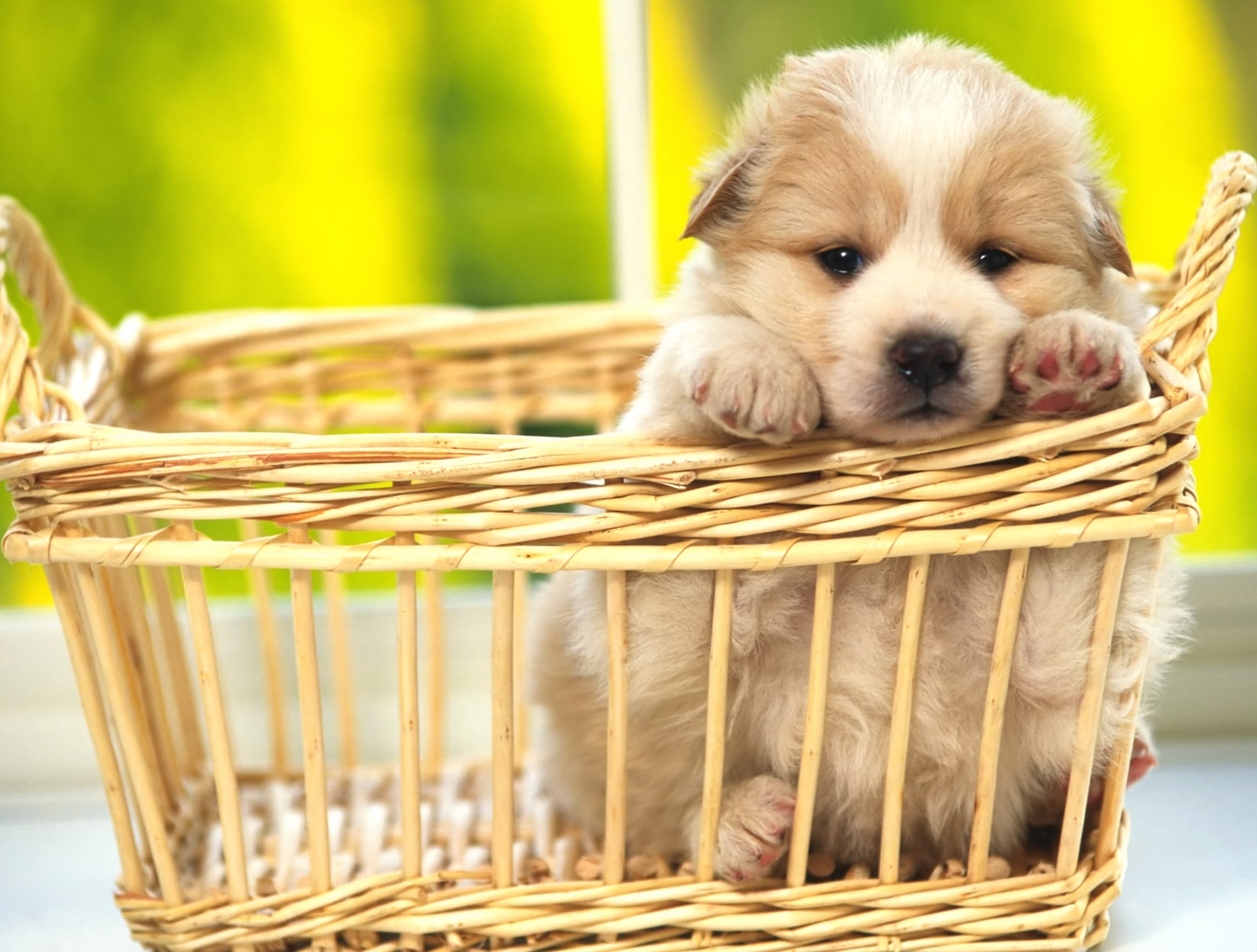 Adorable Puppy in Basket at 320 x 480 iPhone size wallpapers HD quality