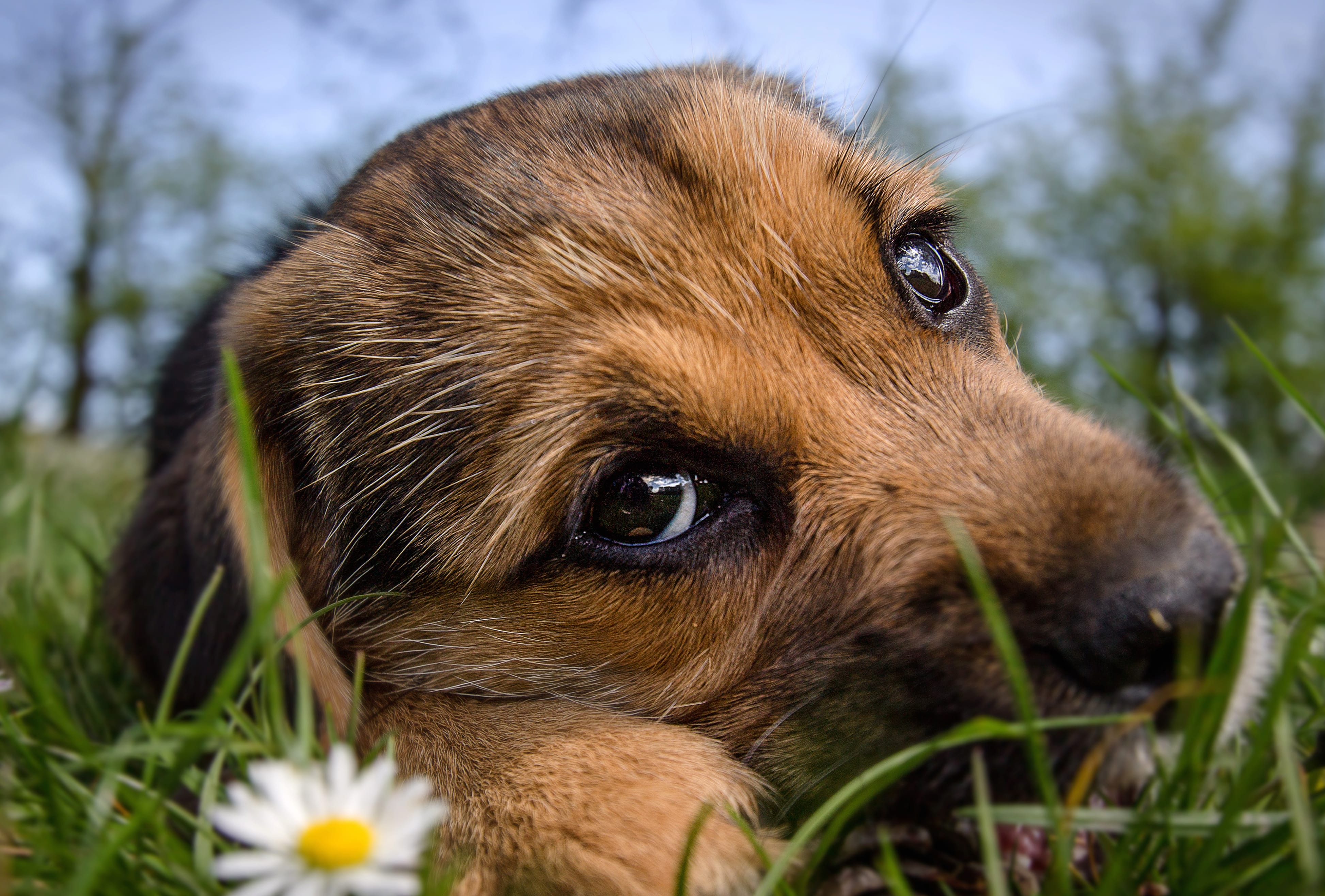 Adorable Puppy in Grass - wallpapers HD quality