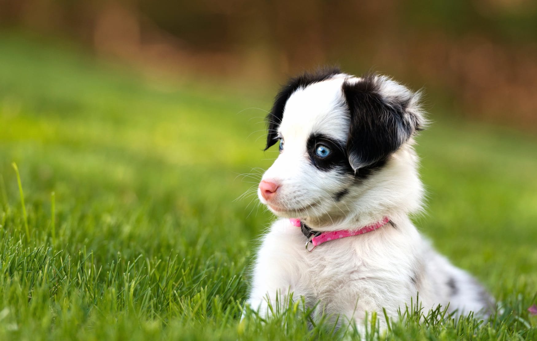 Adorable Puppy in the Grass wallpapers HD quality