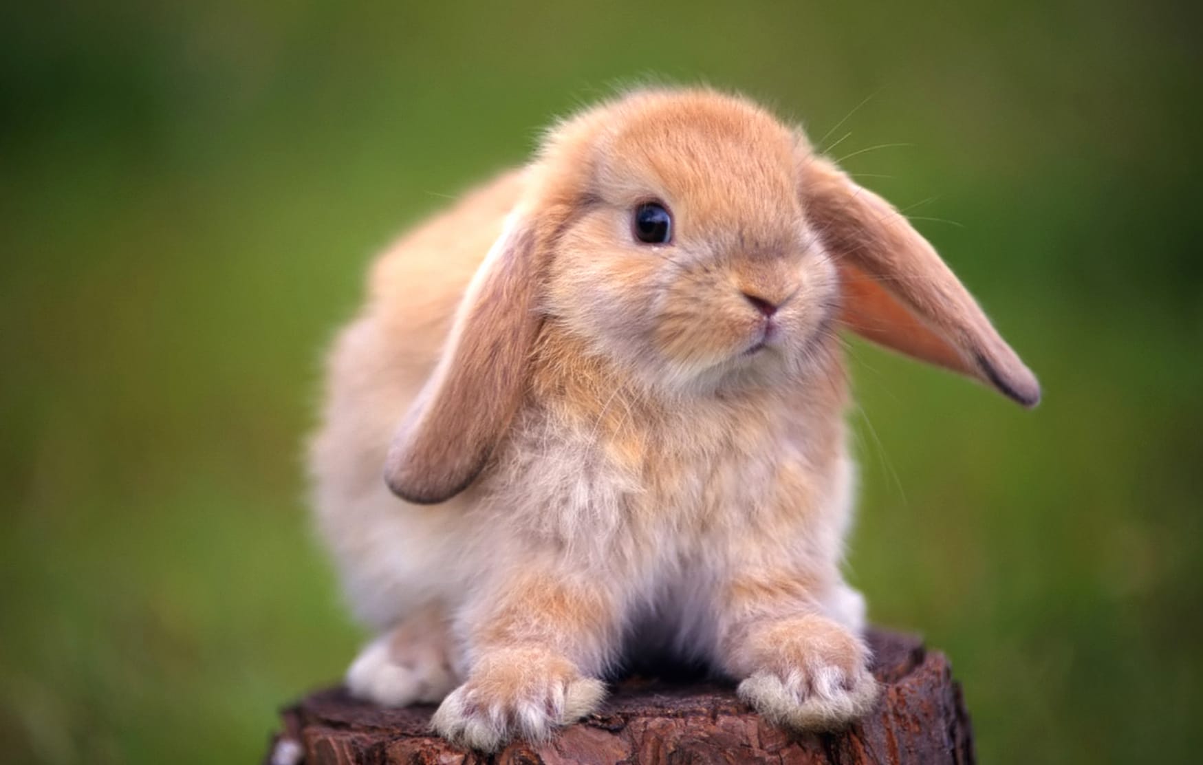 Adorable Rabbit wallpapers HD quality