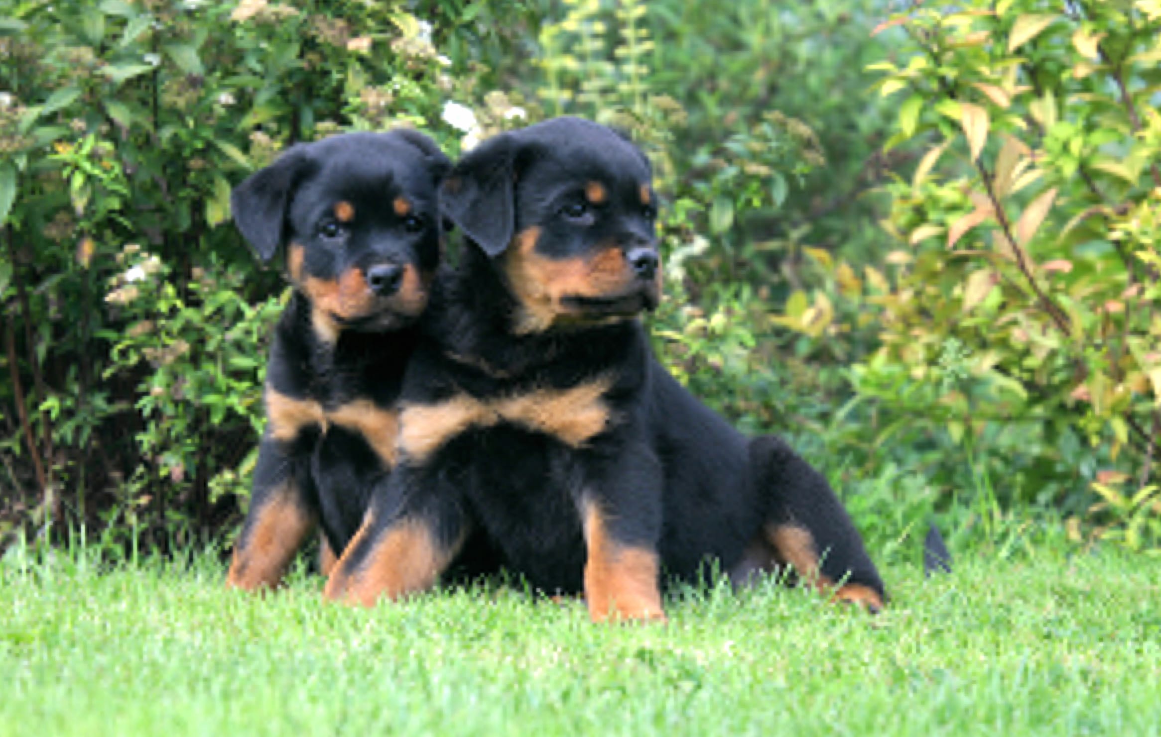 Adorable Rottweiler Puppies - wallpapers HD quality