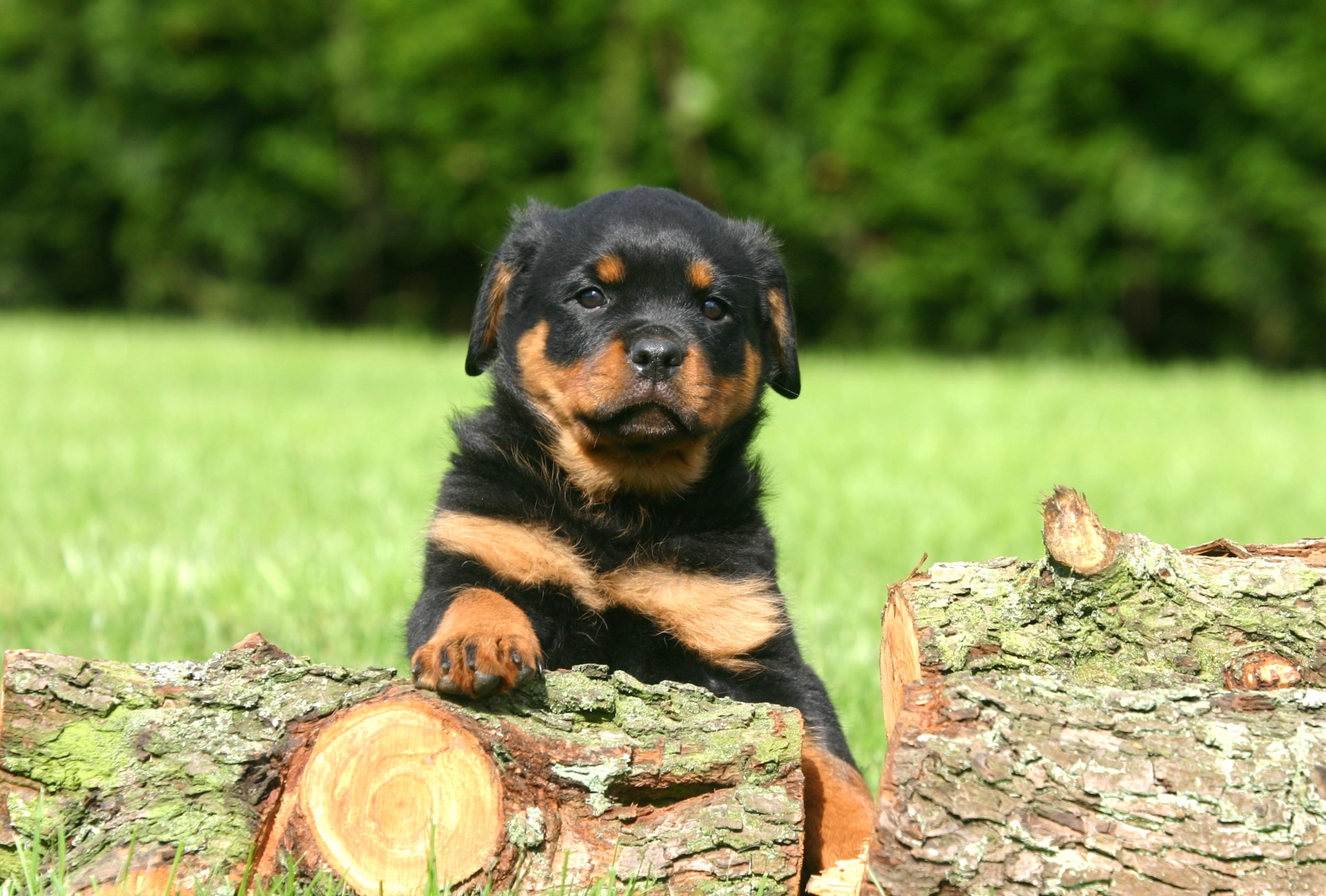 Adorable Rottweiler Puppy wallpapers HD Adorable Rottweiler Puppy wallpapers HD quality