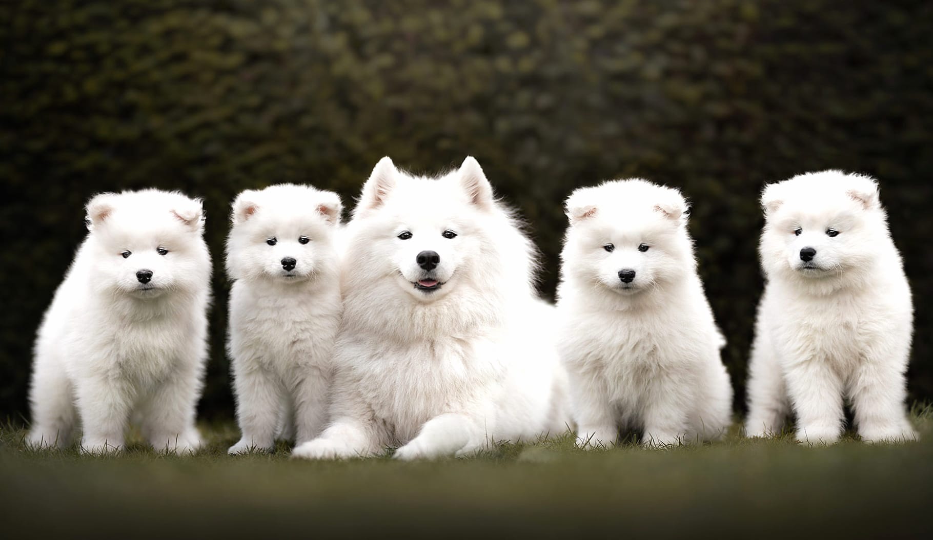 Adorable Samoyed Puppies at 1024 x 768 size wallpapers HD quality