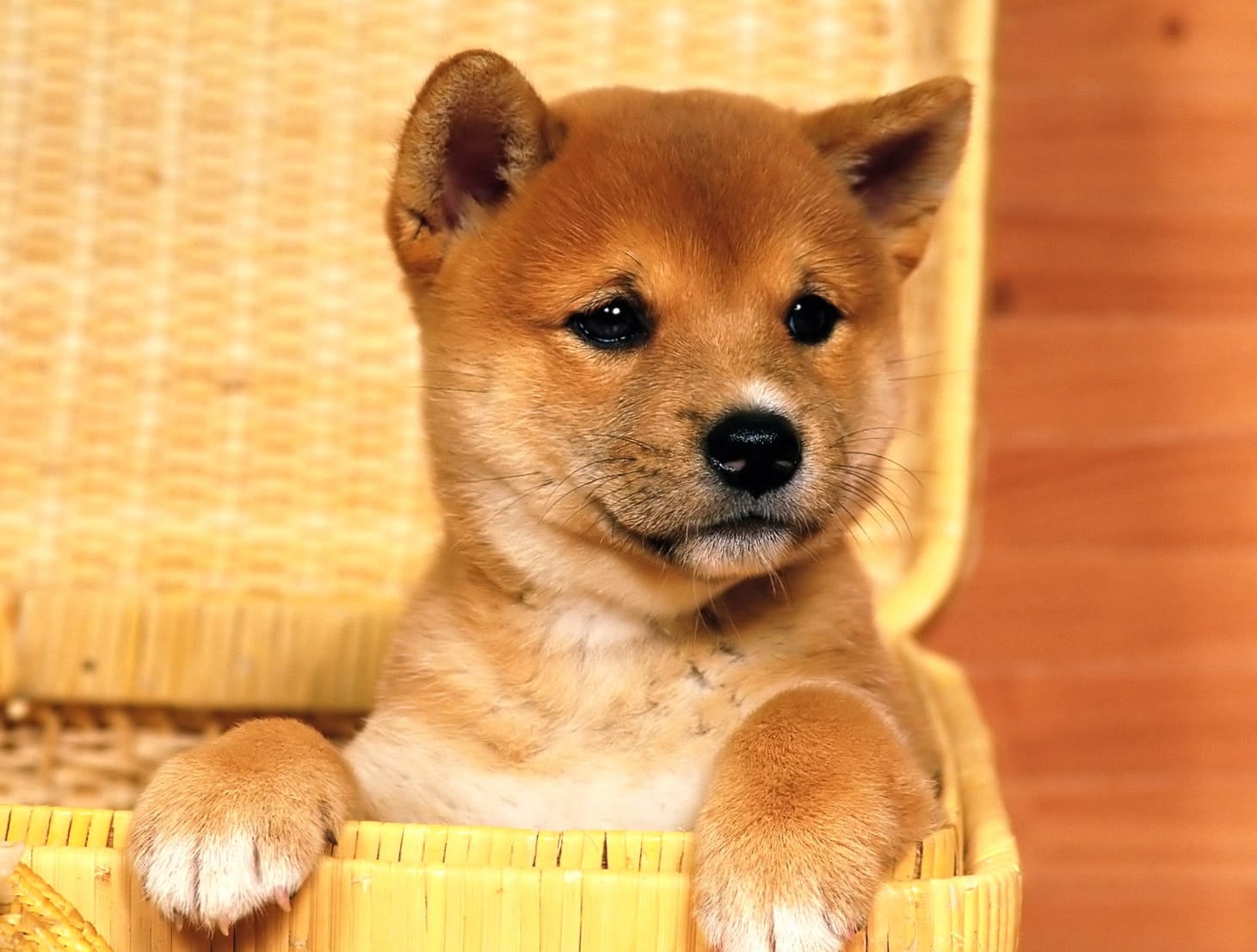 Adorable Shiba Inu Puppy - at 640 x 960 iPhone 4 size wallpapers HD quality