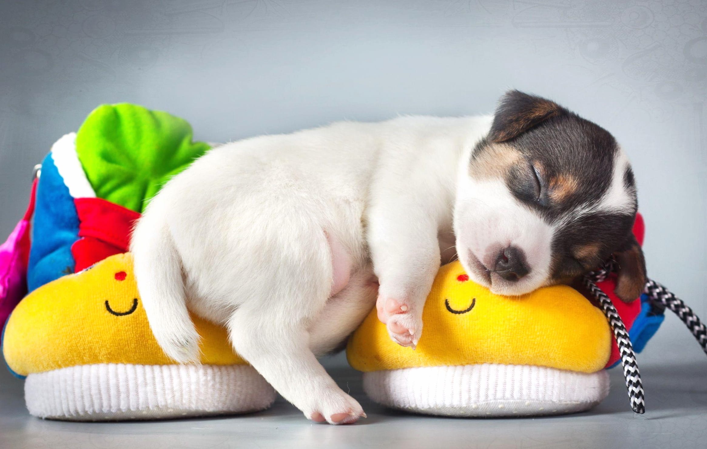 Adorable Sleeping Jack Russell Terrier Puppy wallpapers HD quality