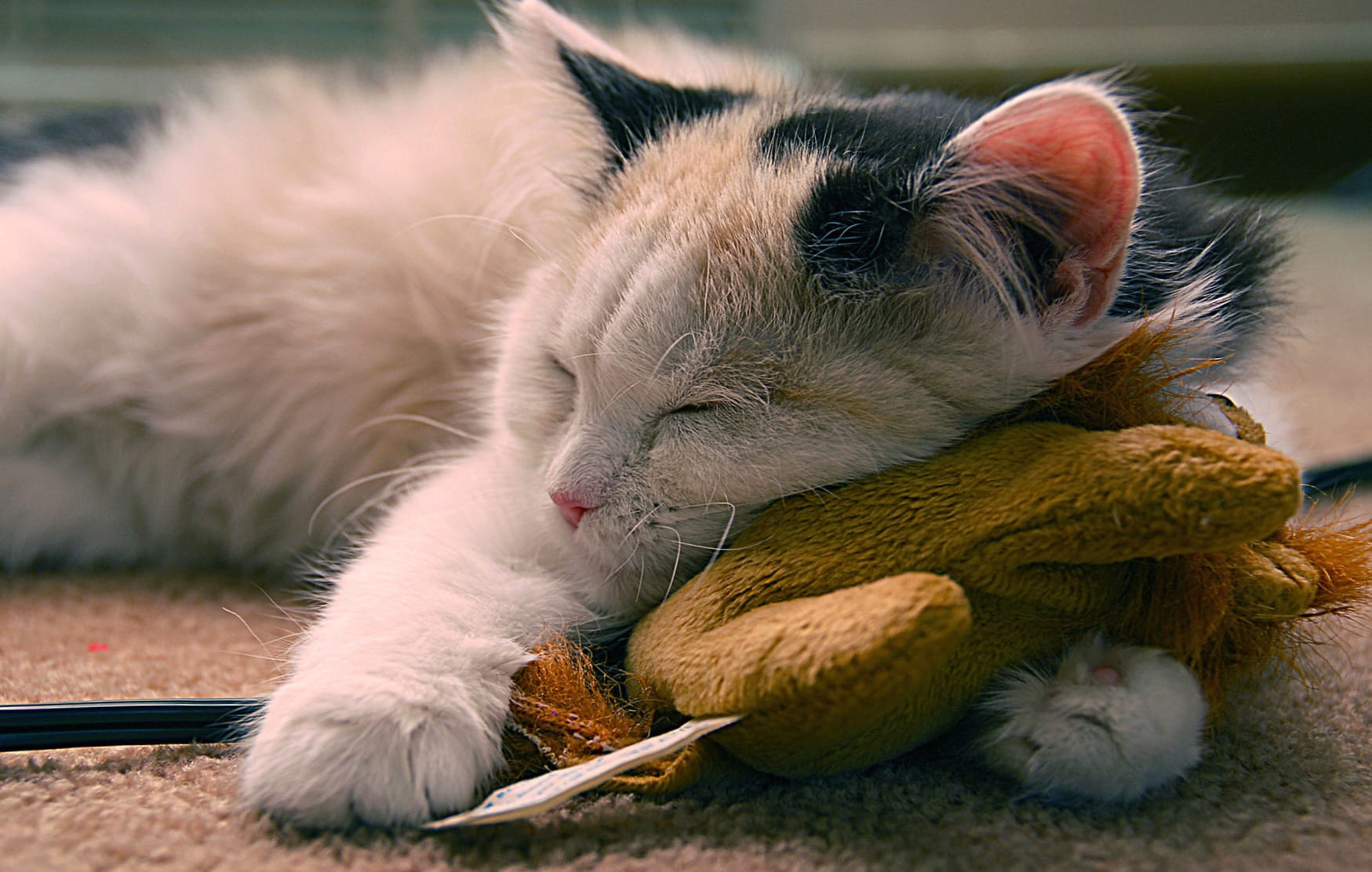 Adorable Sleeping Kitten wallpapers HD quality