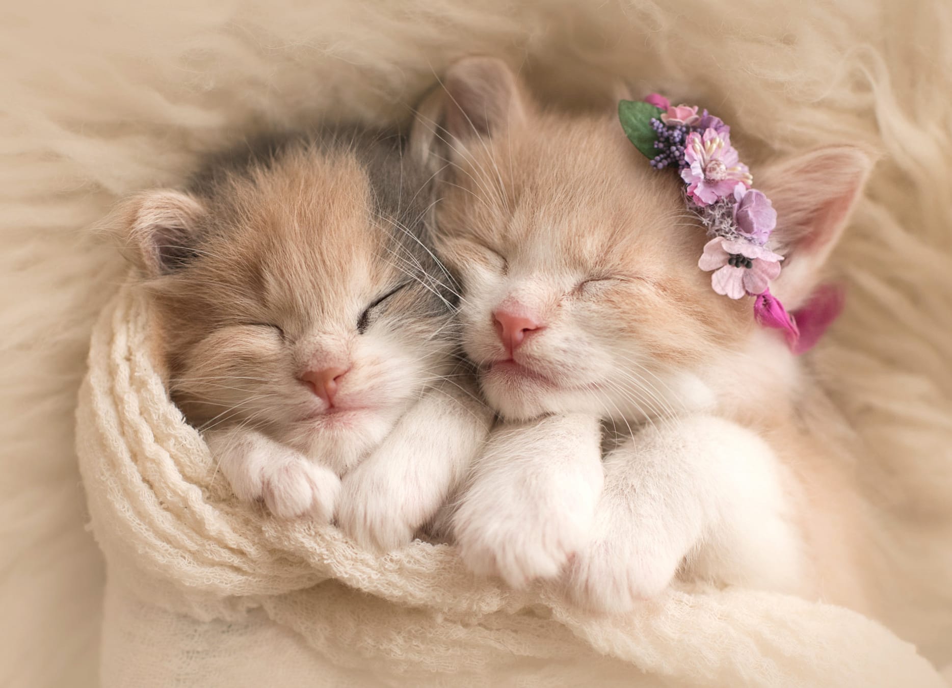 Adorable Sleeping Kittens - wallpapers HD Adorable Sleeping Kittens - wallpapers HD quality