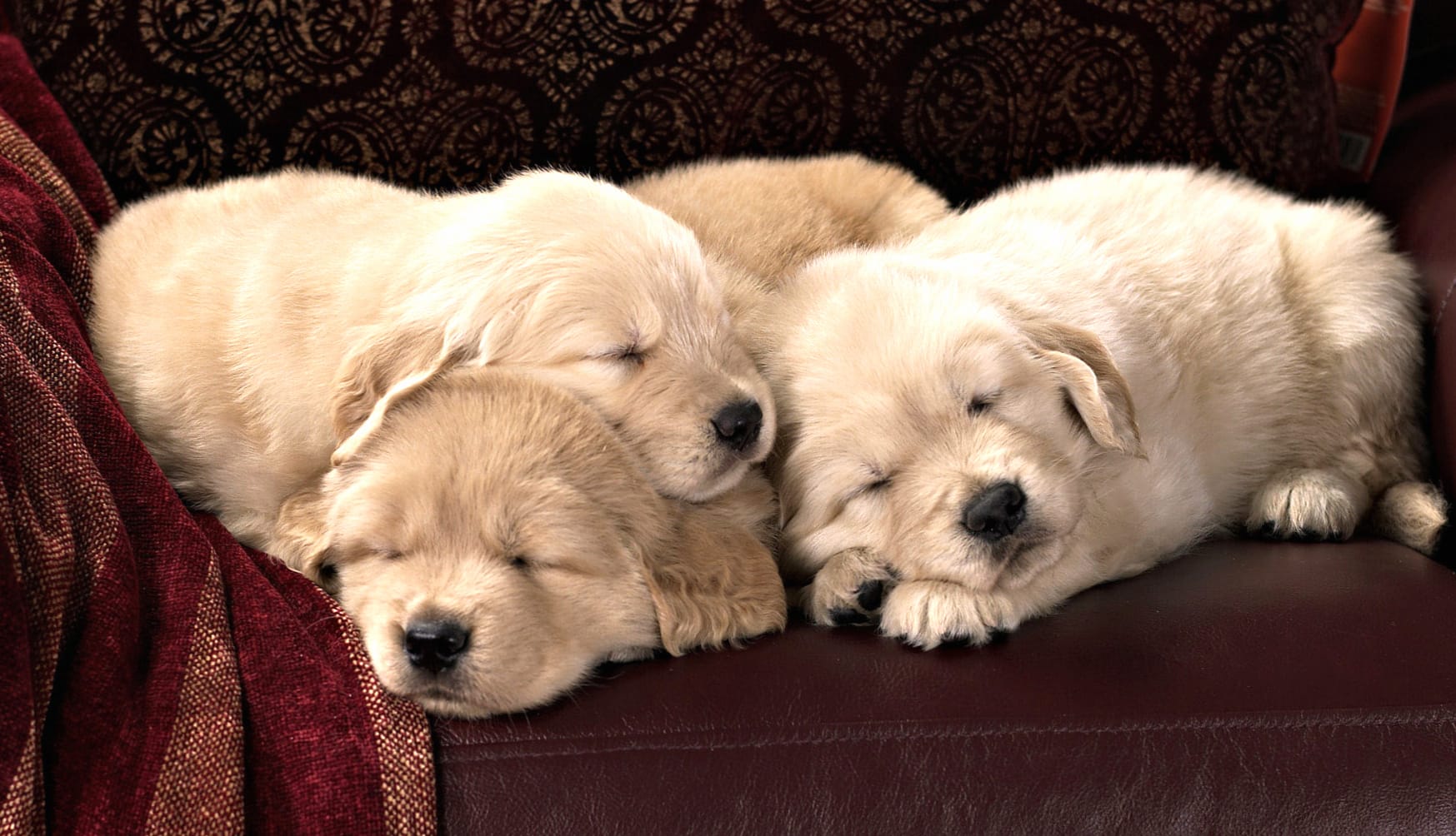 Adorable Sleeping Labrador Retriever Puppies wallpapers HD quality