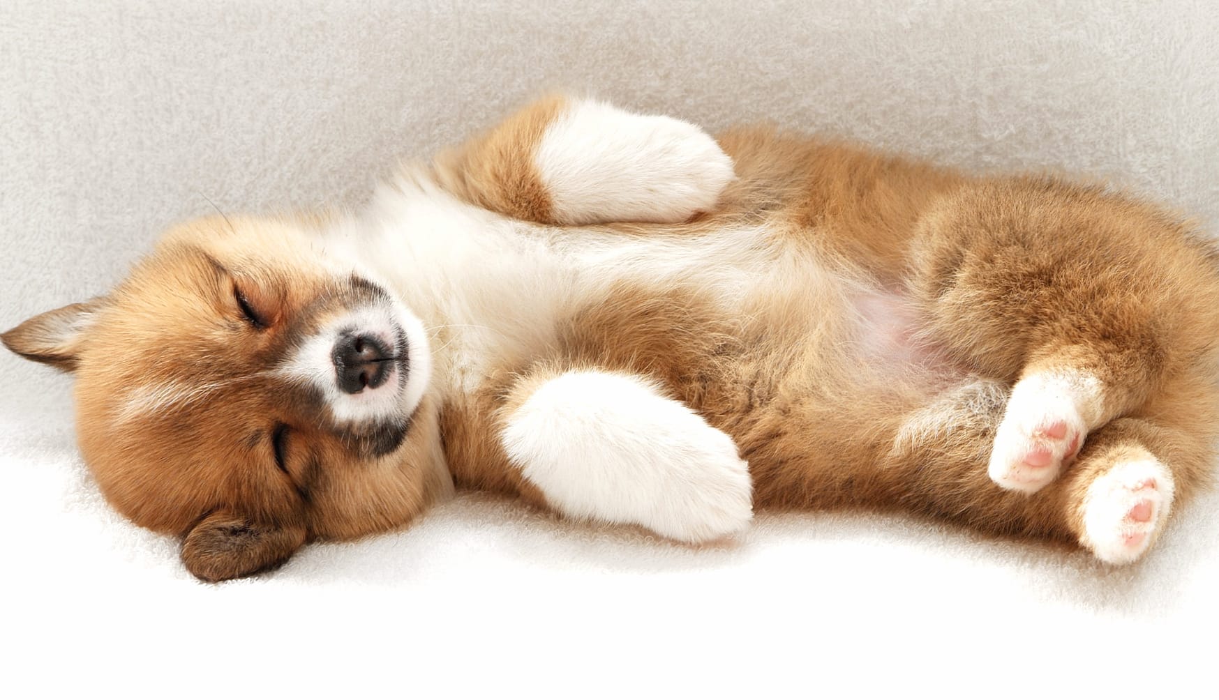 Adorable Sleeping Puppy - wallpapers HD quality