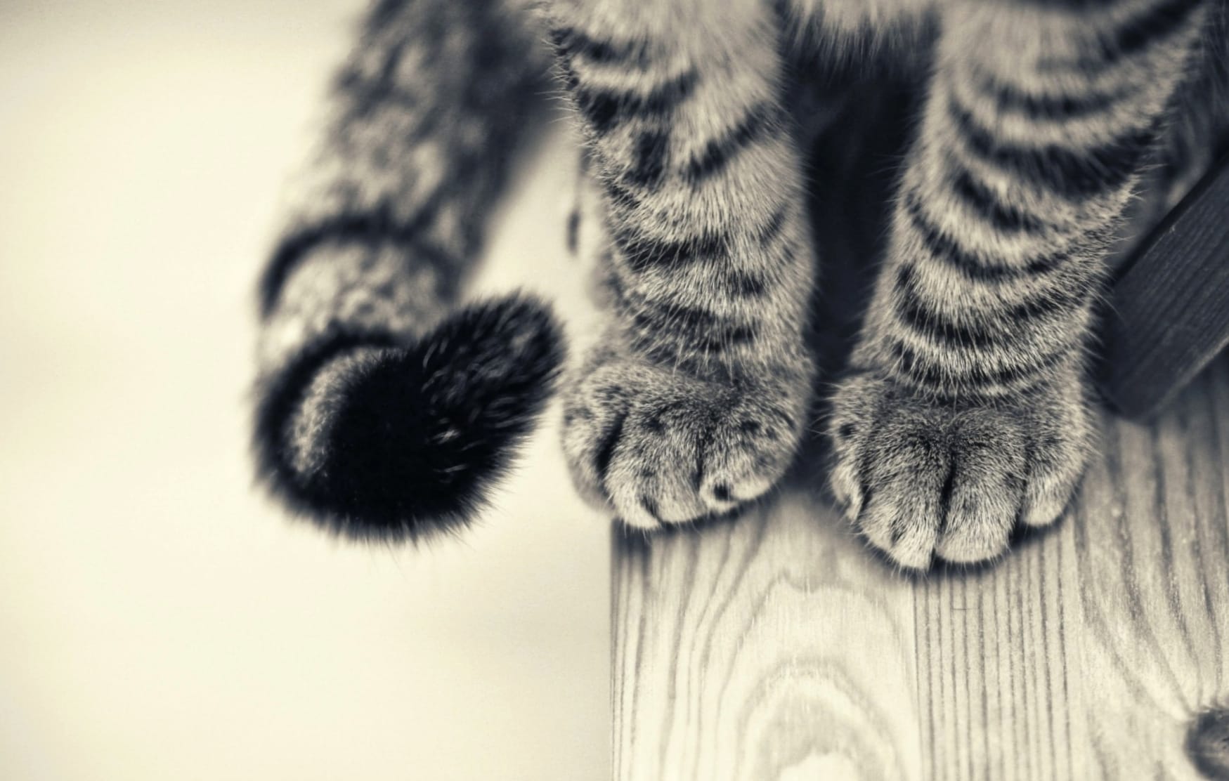 Adorable Tabby Cat Paws - at 1920 x 1080 HD size wallpapers HD quality