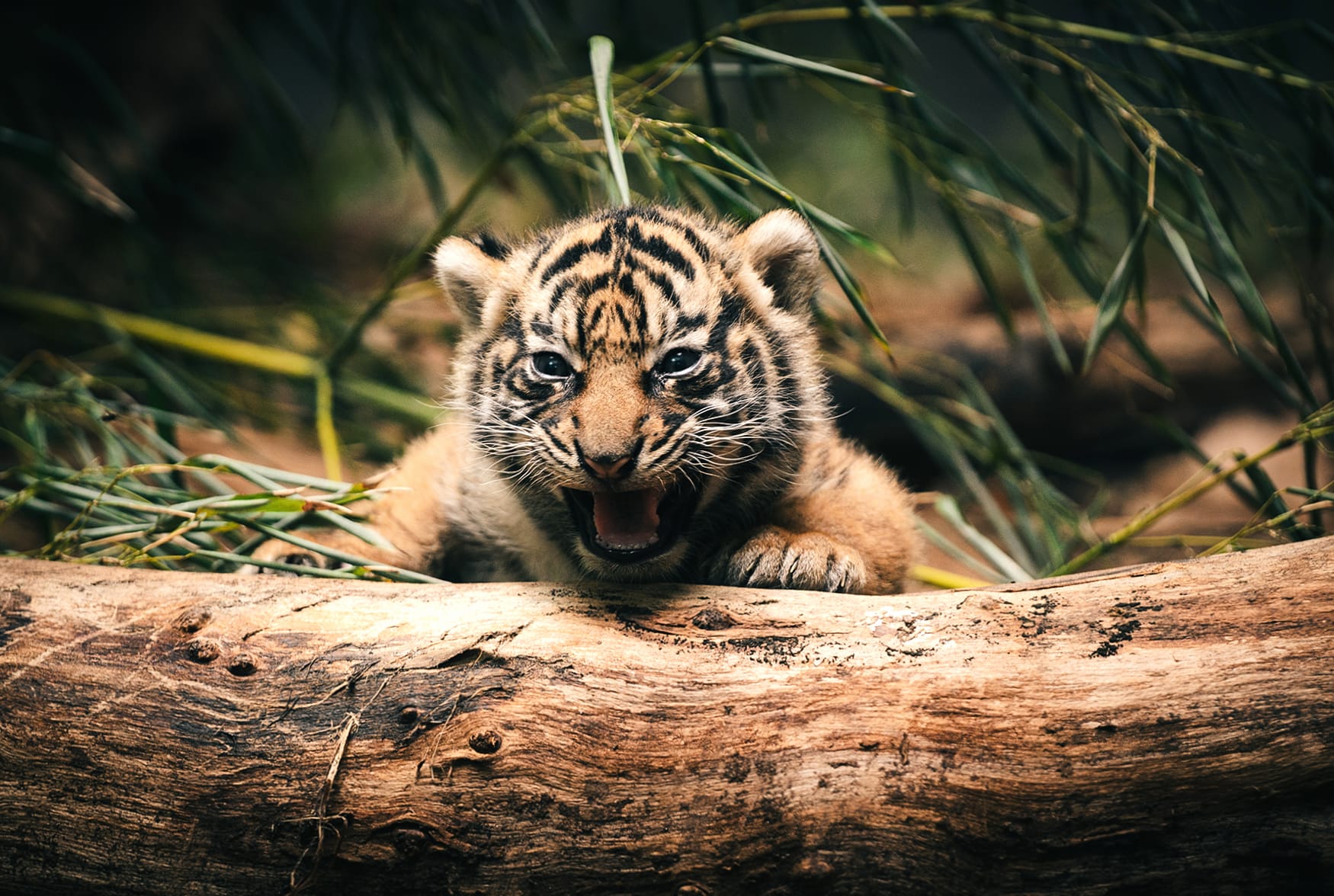 Adorable Tiger Cub wallpapers HD Adorable Tiger Cub wallpapers HD quality