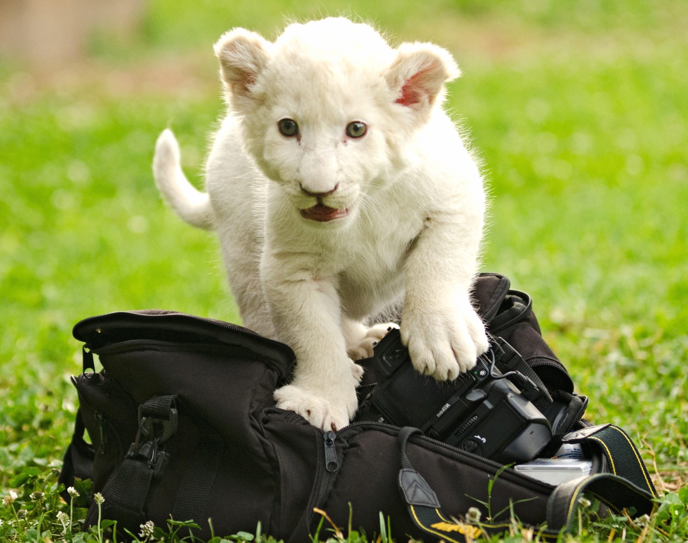 Adorable White Lion Cub at 320 x 480 iPhone size wallpapers HD quality