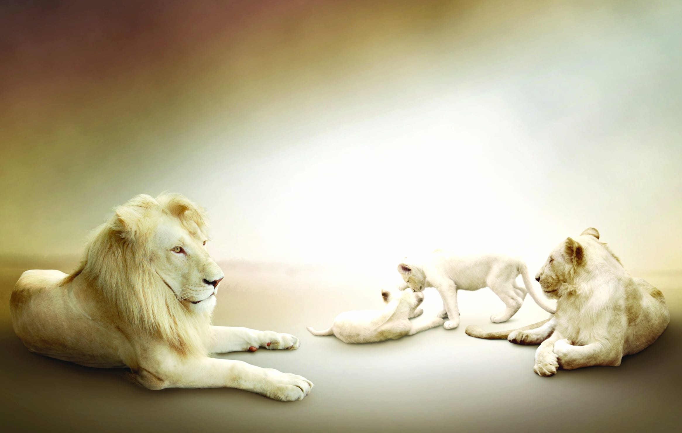 Adorable White Lion Cub Family - wallpapers HD quality