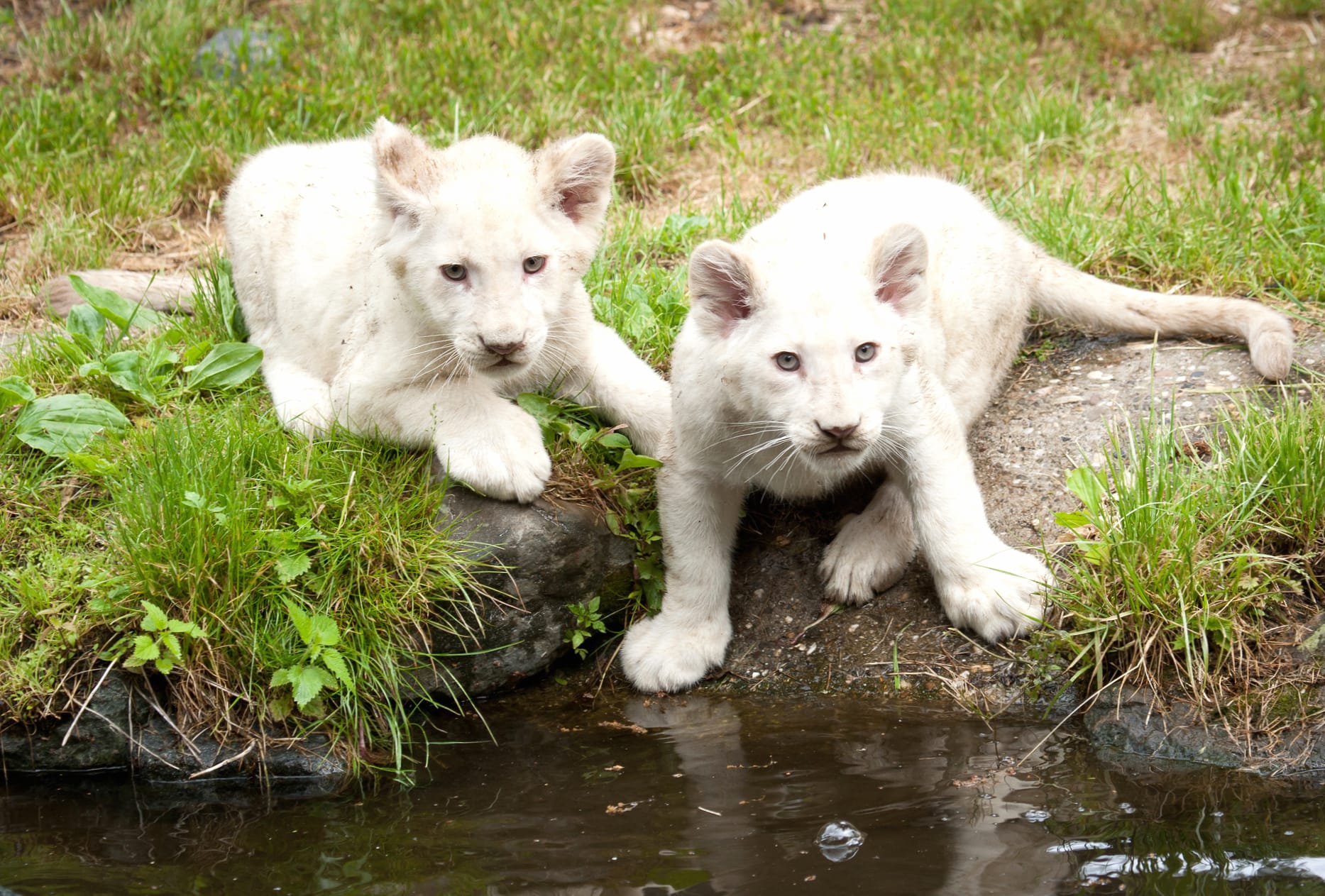 Adorable White Lion Cubs at 1536 x 864 HD size wallpapers HD quality