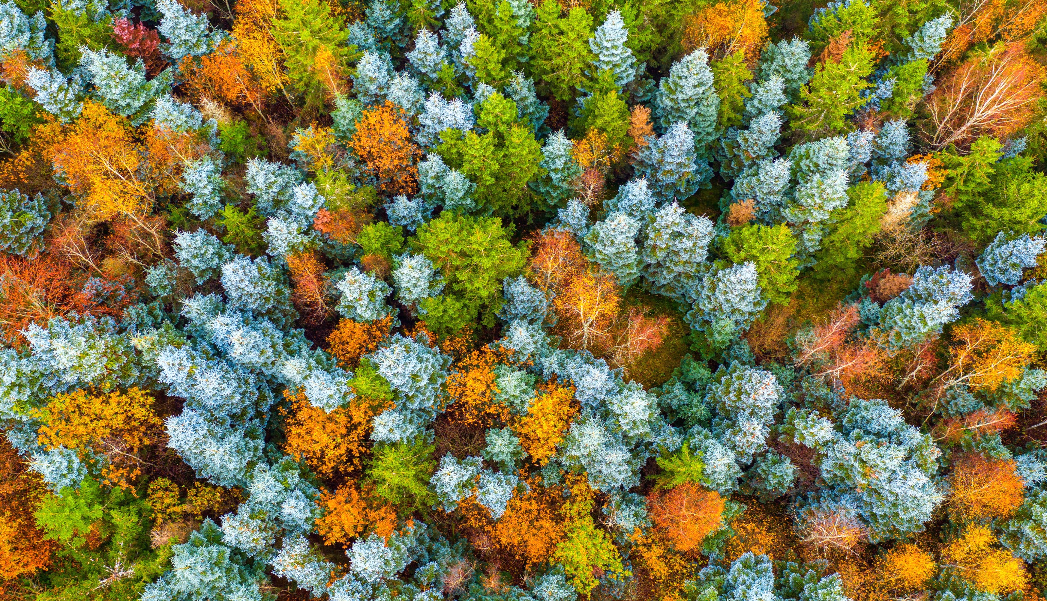 Aerial Fall Nature Forest at 1366 x 768 HD size wallpapers HD quality