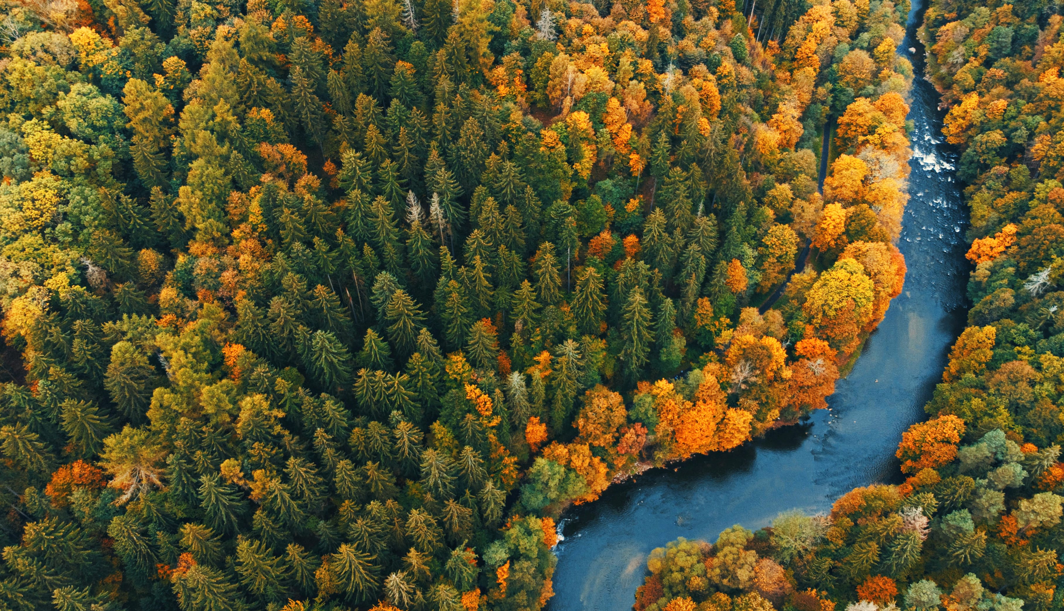 Aerial Nature Forest at 2048 x 2048 iPad size wallpapers HD quality