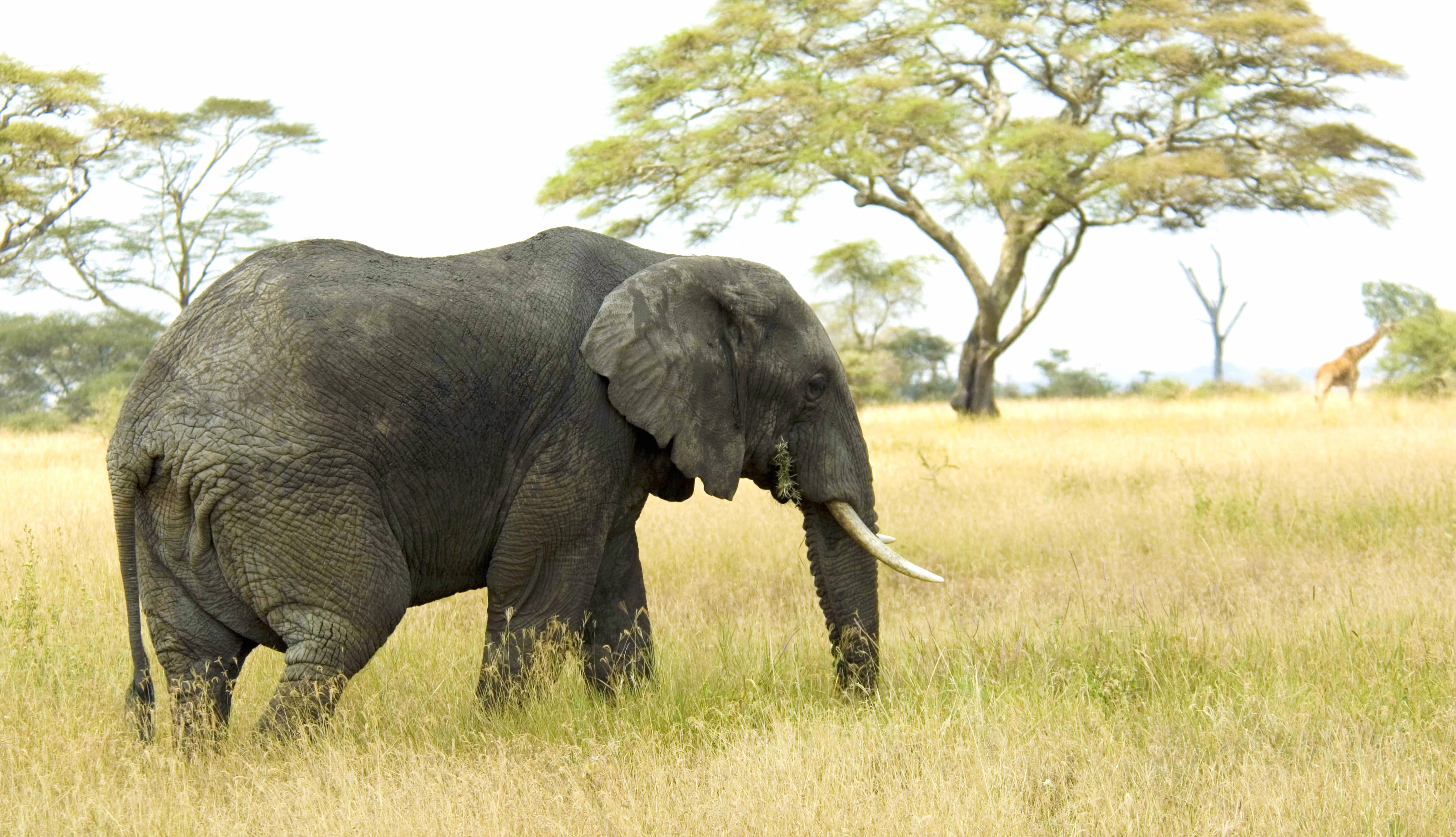 African Bush Elephant in at 1152 x 864 size wallpapers HD quality