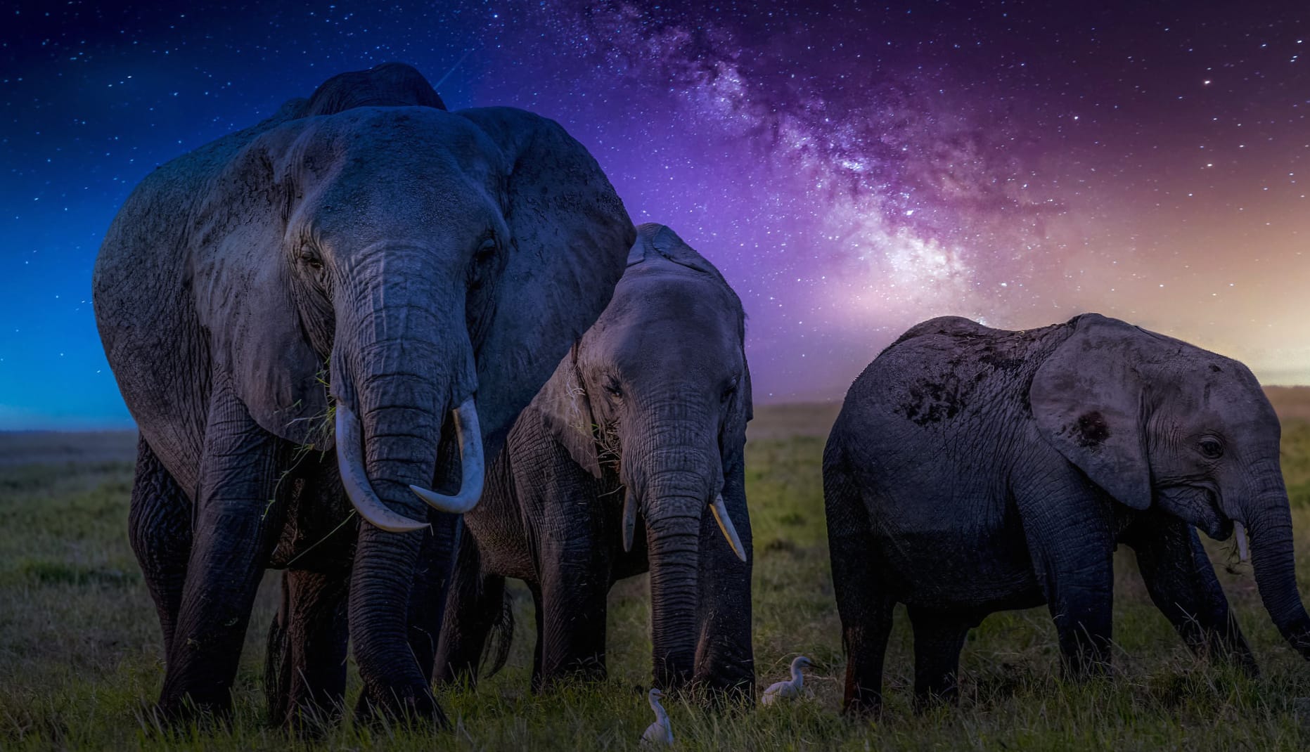 African Bush Elephants at Night wallpapers HD quality