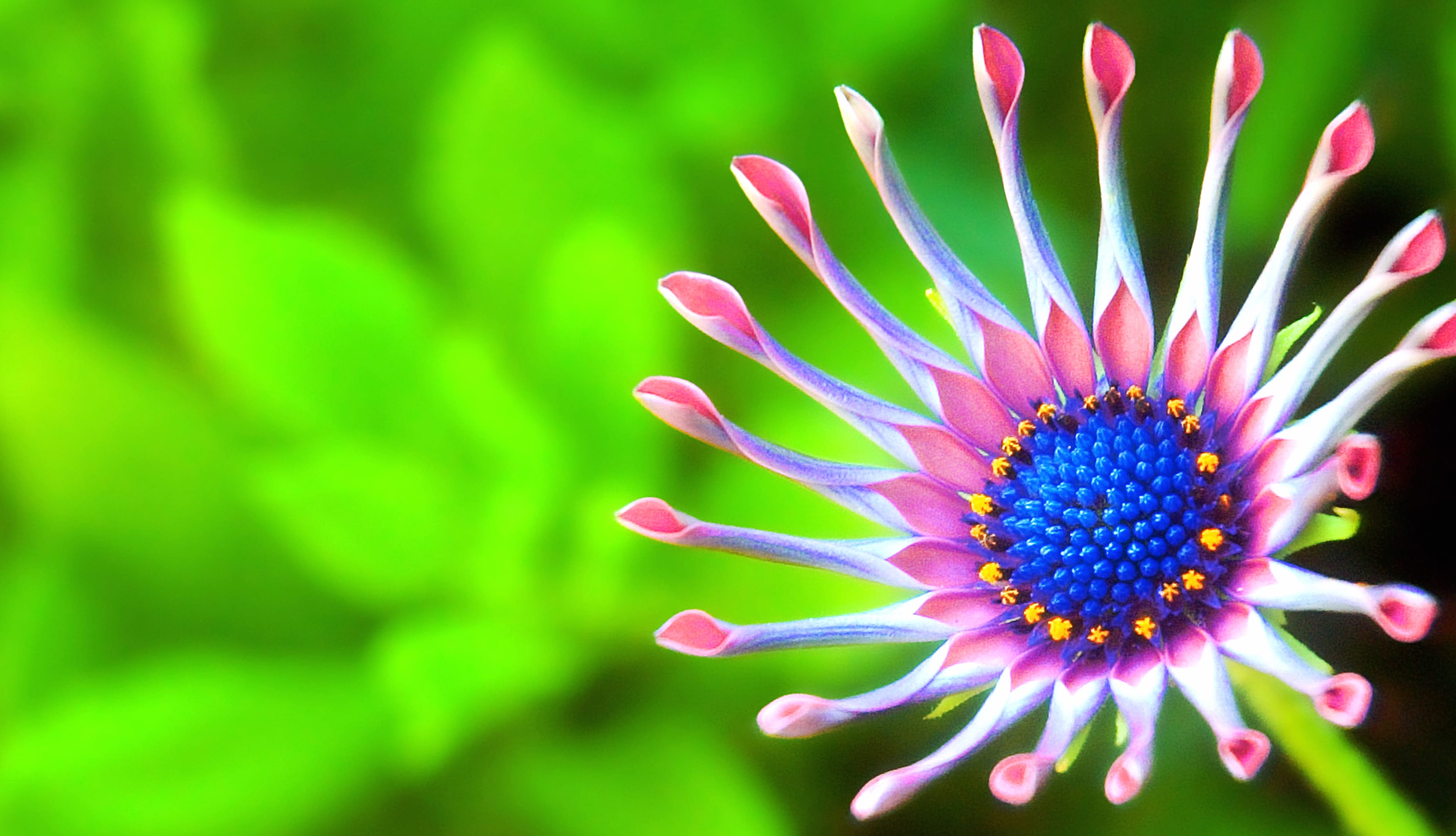 African Daisy Delight - wallpapers HD quality