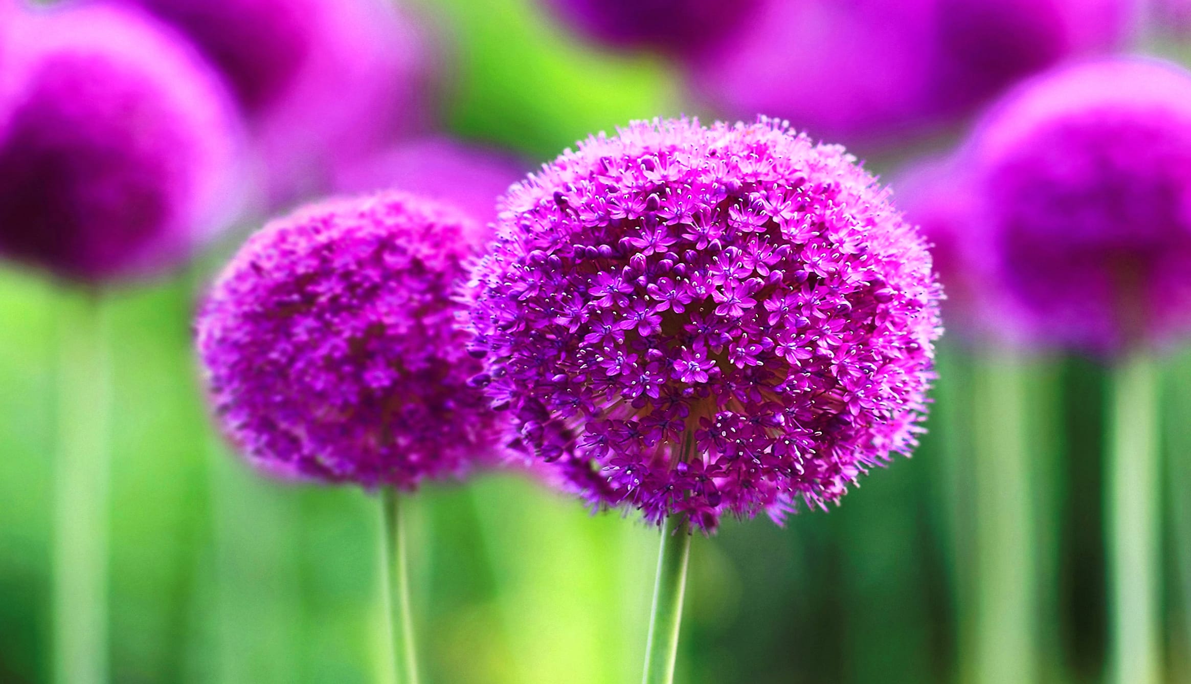 Allium Blossom HD Nature Wallpaper at 640 x 960 iPhone 4 size wallpapers HD quality