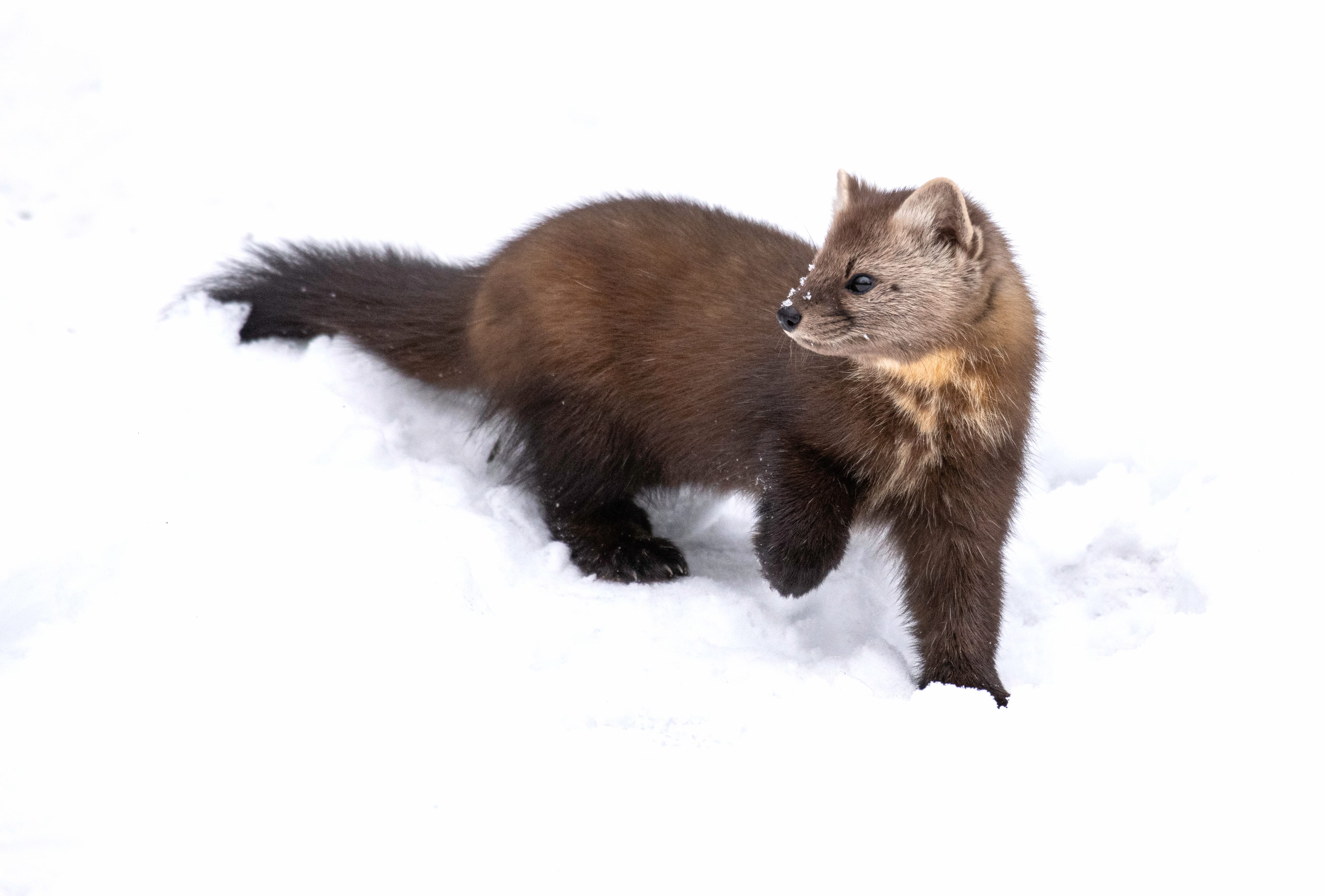 American Marten Animal Marten wallpapers HD quality