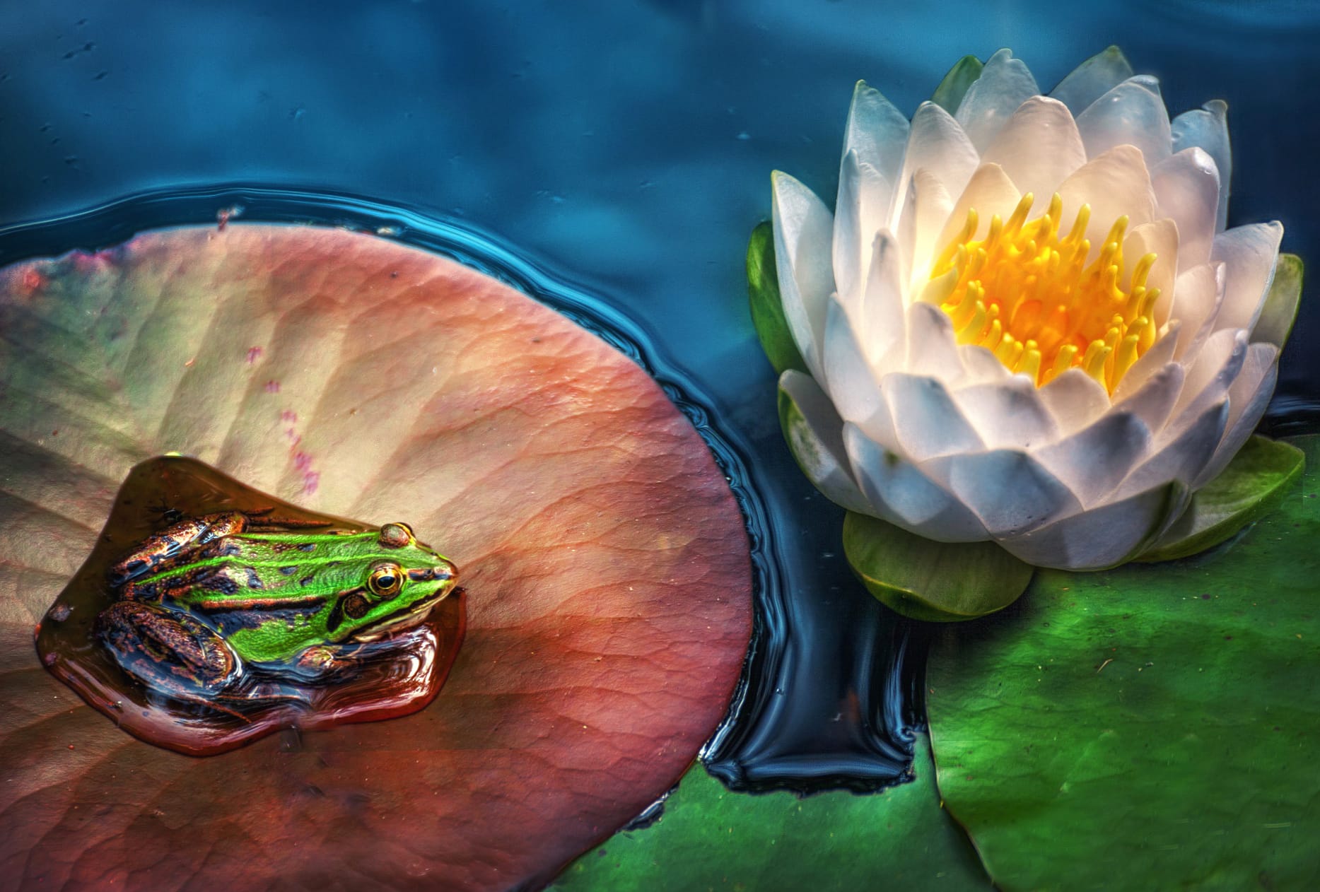 Amphibian White Flower Lotus Flower Animal Frog wallpapers HD quality