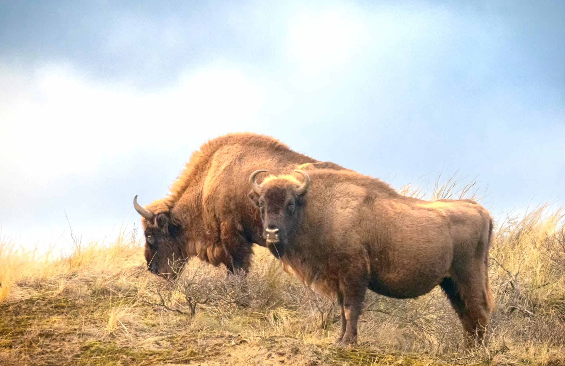 Animal American Bison wallpapers HD quality