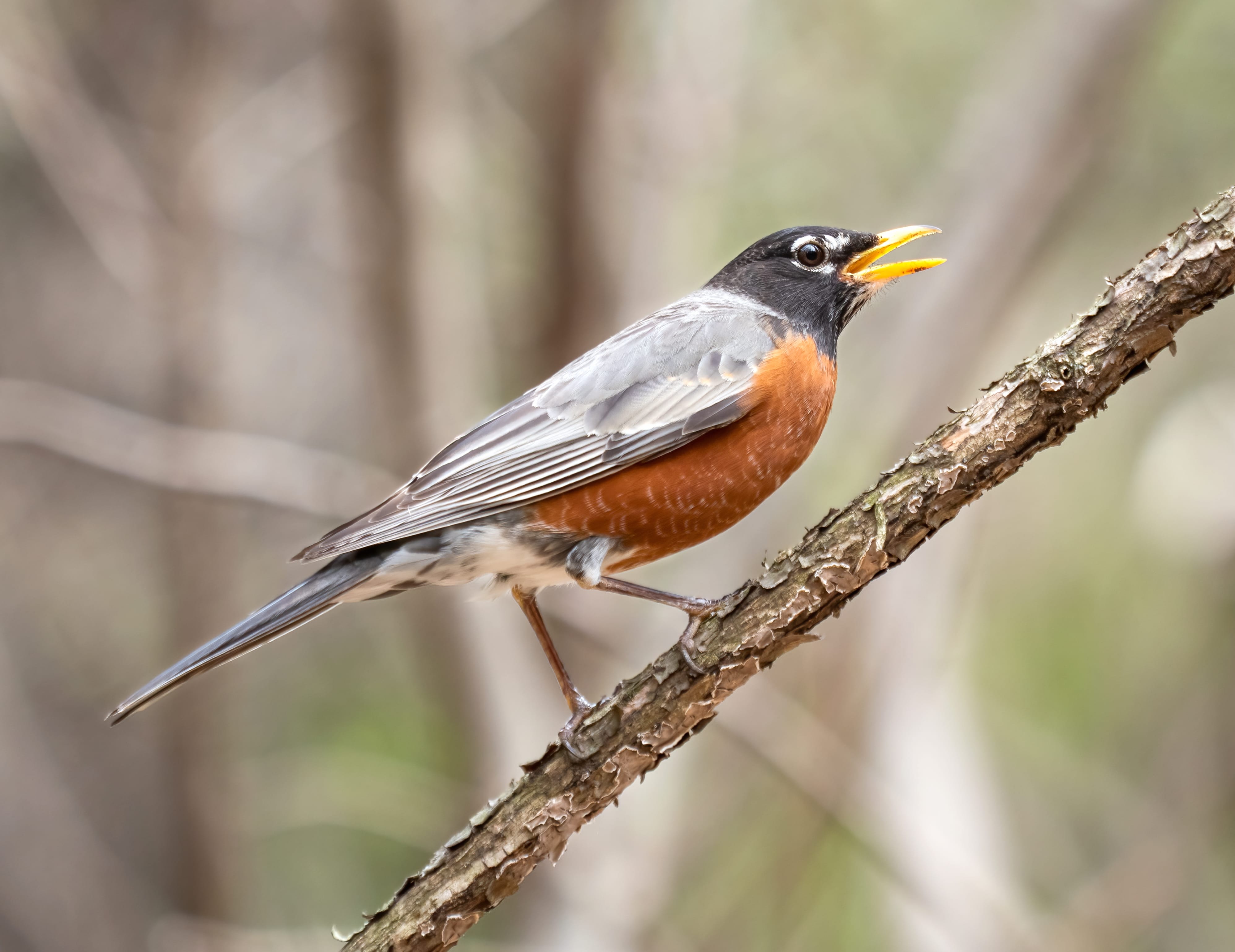 Animal American Robin at 2560 x 1440 HD size wallpapers HD quality