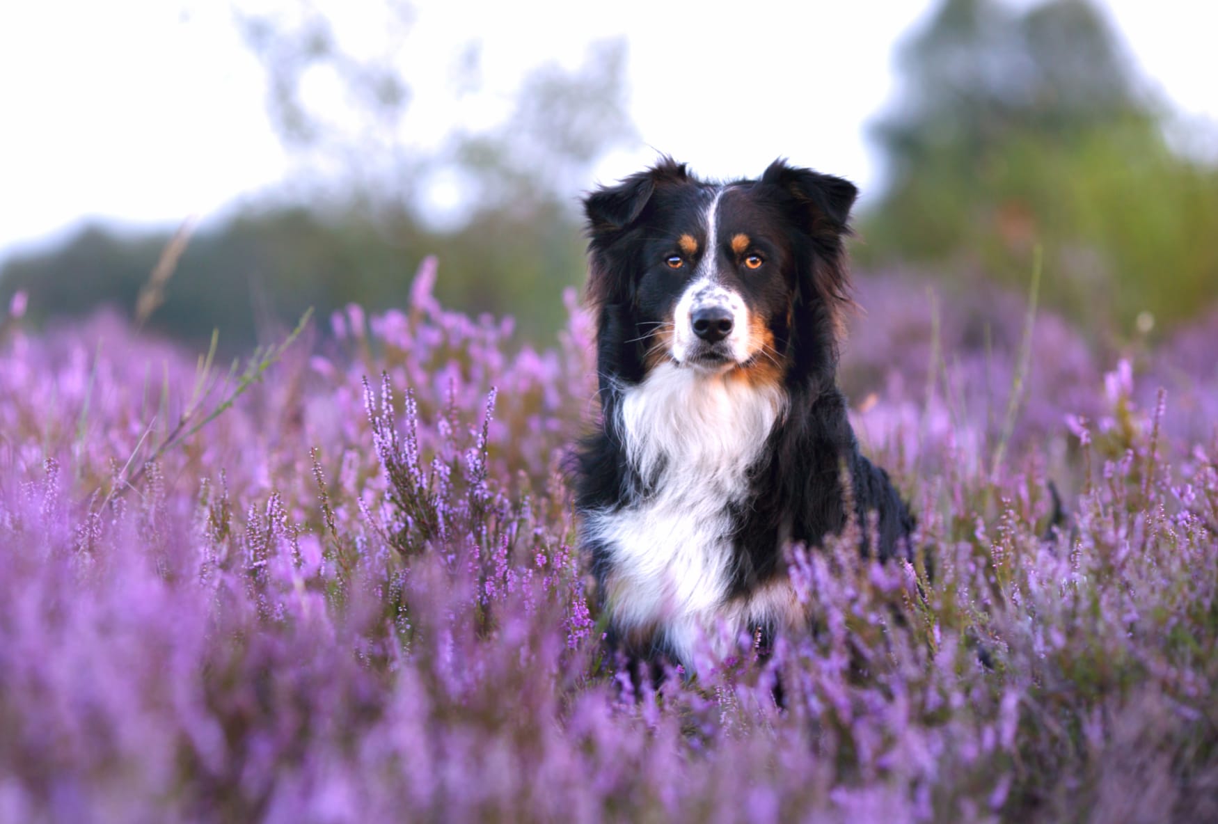 Animal Australian Shepherd wallpapers HD Animal Australian Shepherd wallpapers HD quality