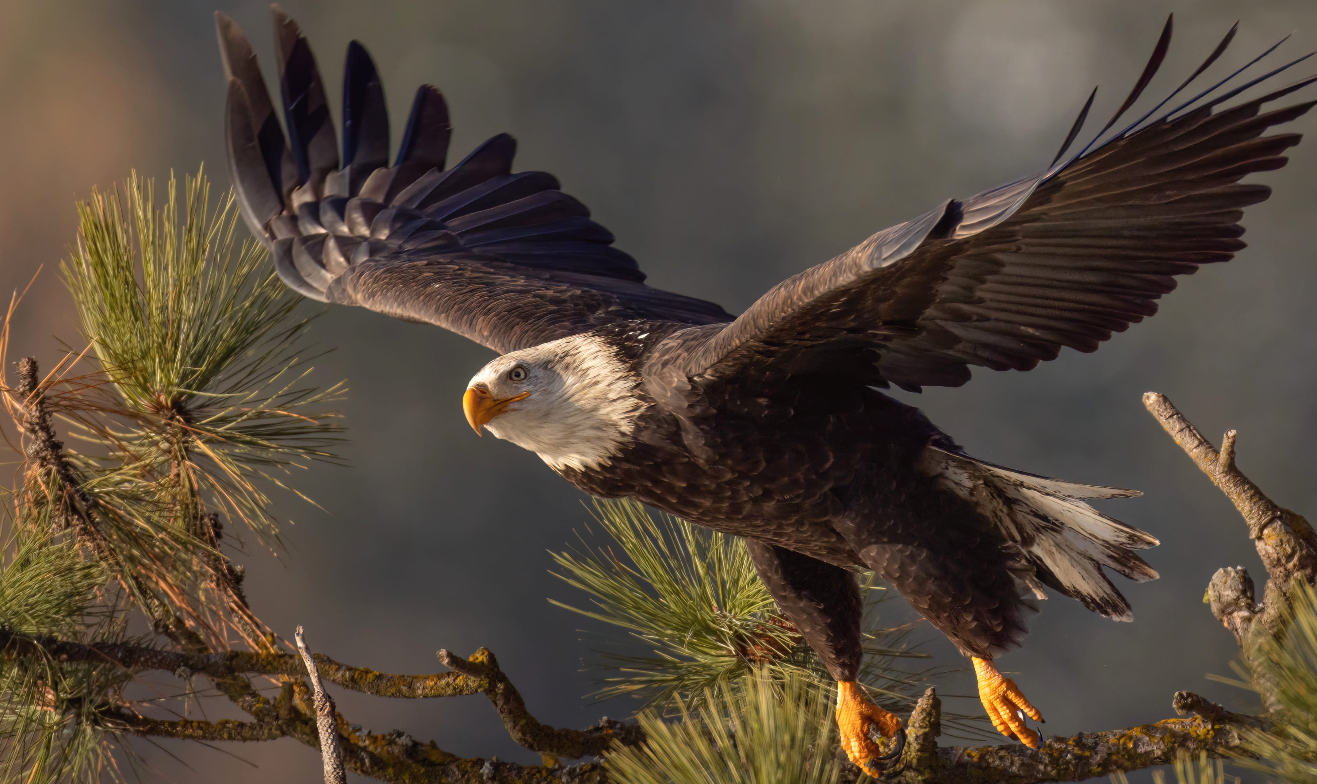 Animal Bald Eagle at 1366 x 768 HD size wallpapers HD quality