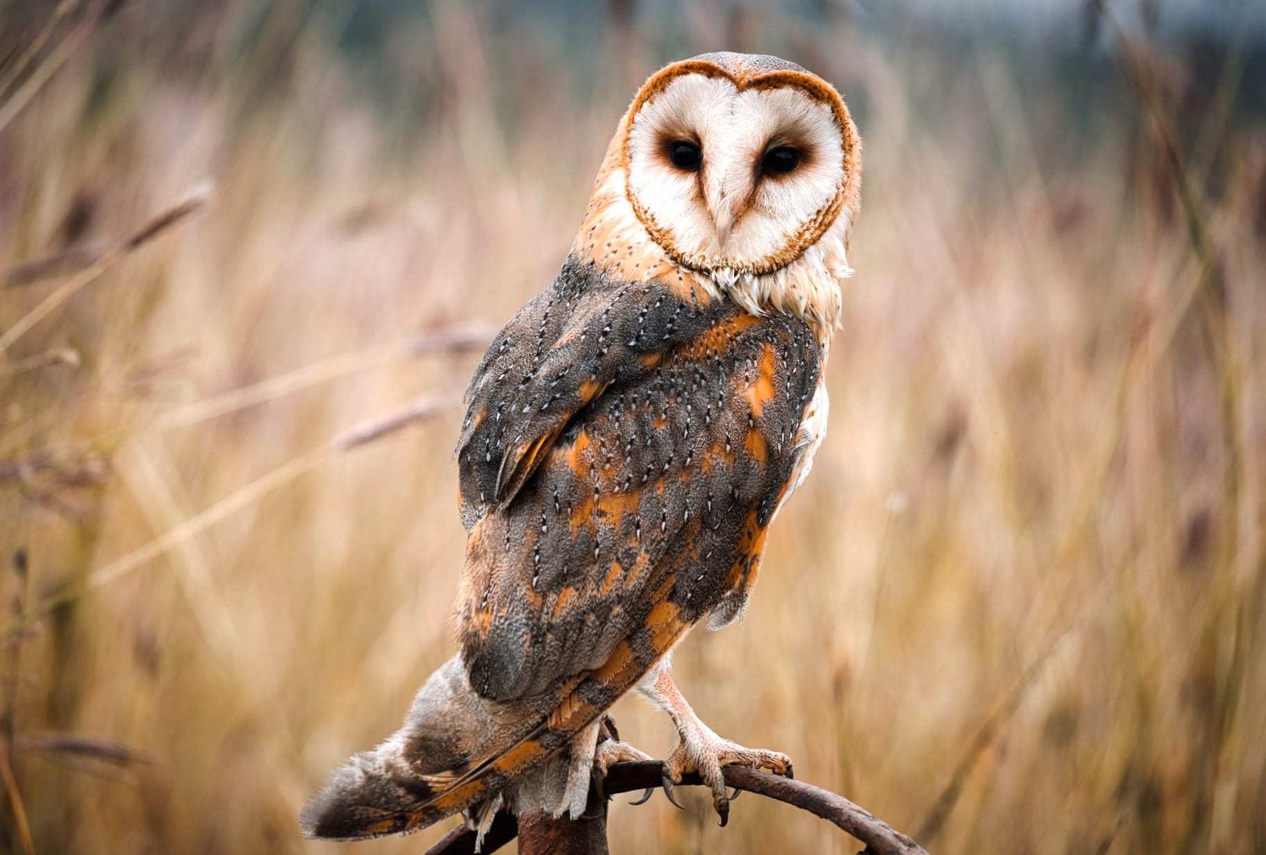 Animal Barn Owl wallpapers HD Animal Barn Owl wallpapers HD quality