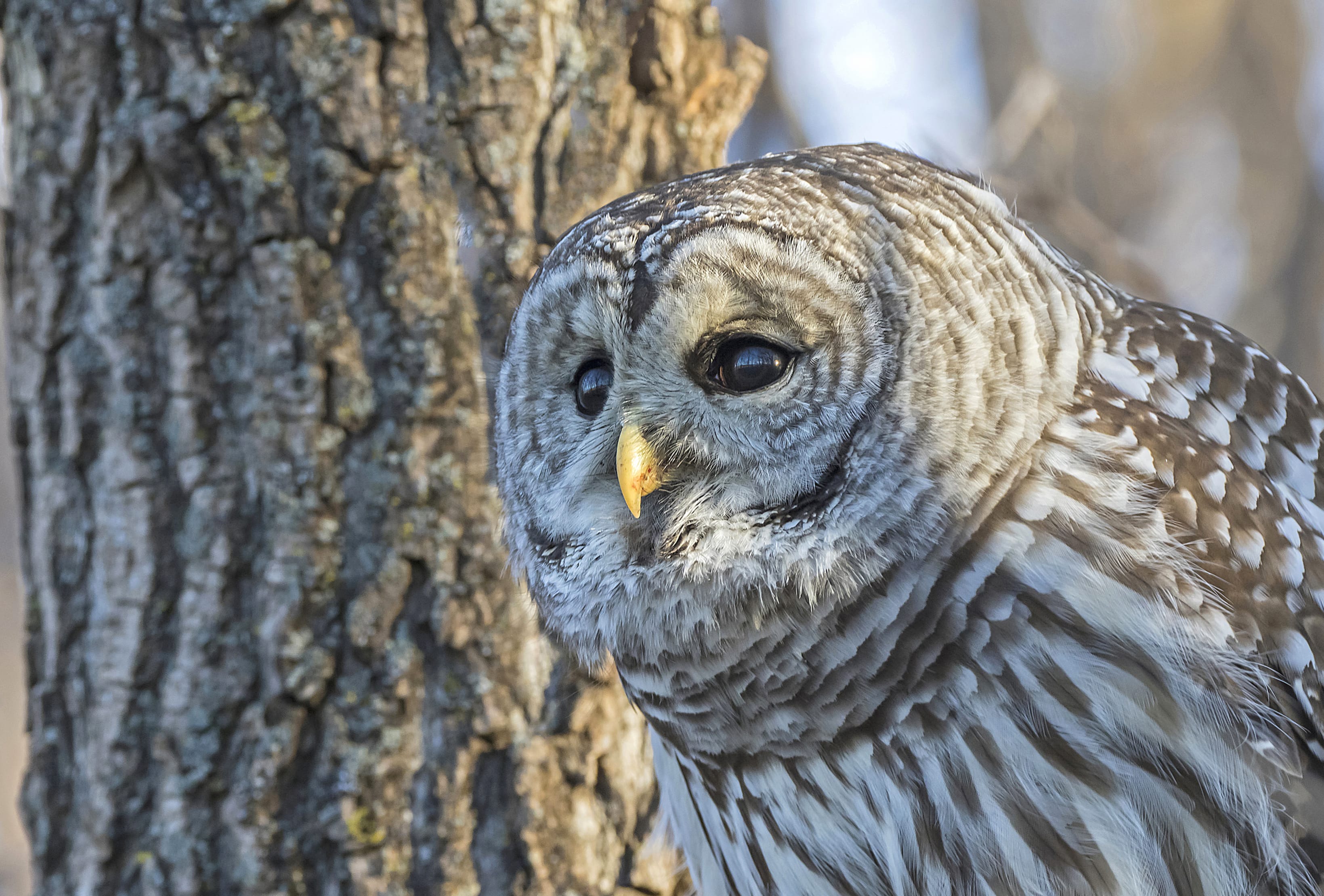 Animal Barred Owl at 640 x 960 iPhone 4 size wallpapers HD quality