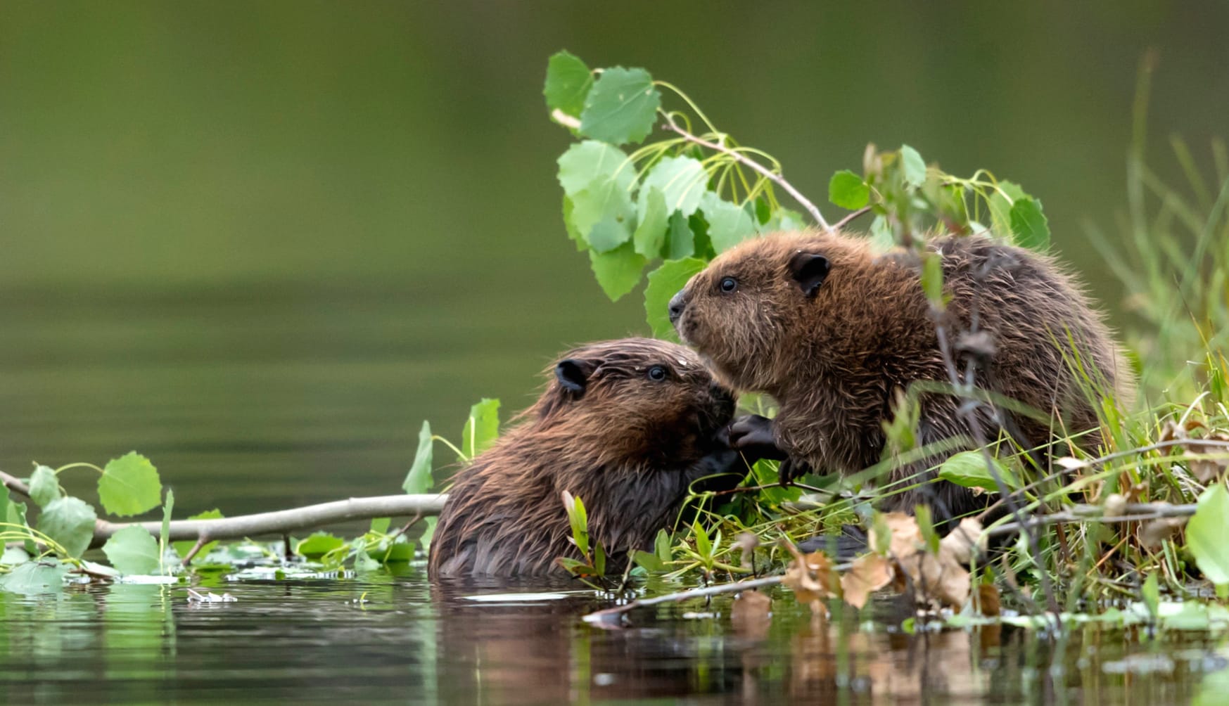 Animal Beaver wallpapers HD quality