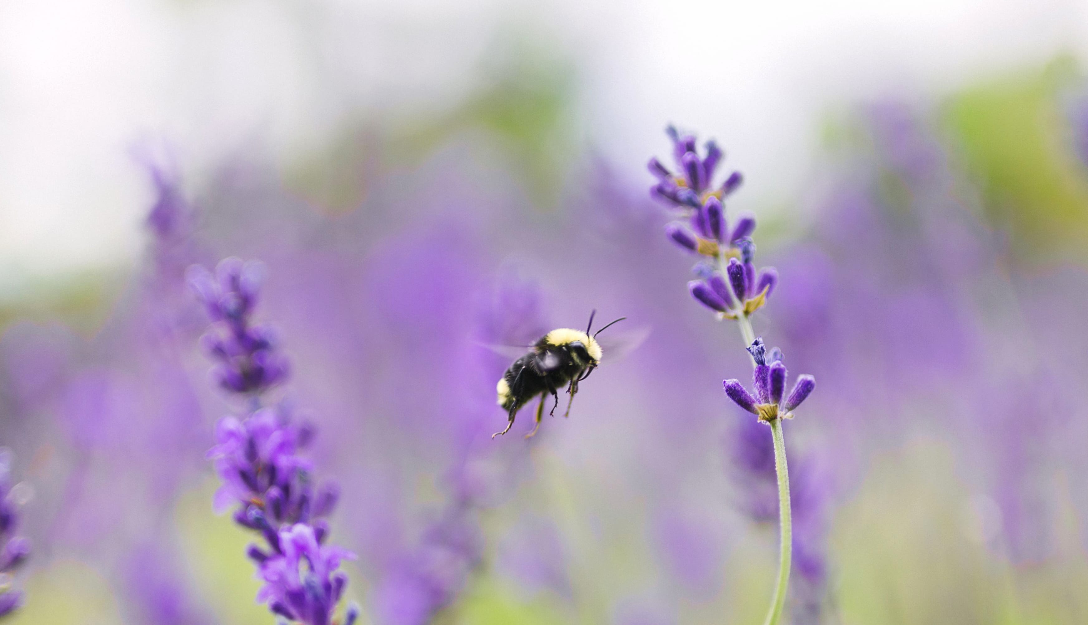 Animal Bee wallpapers HD quality