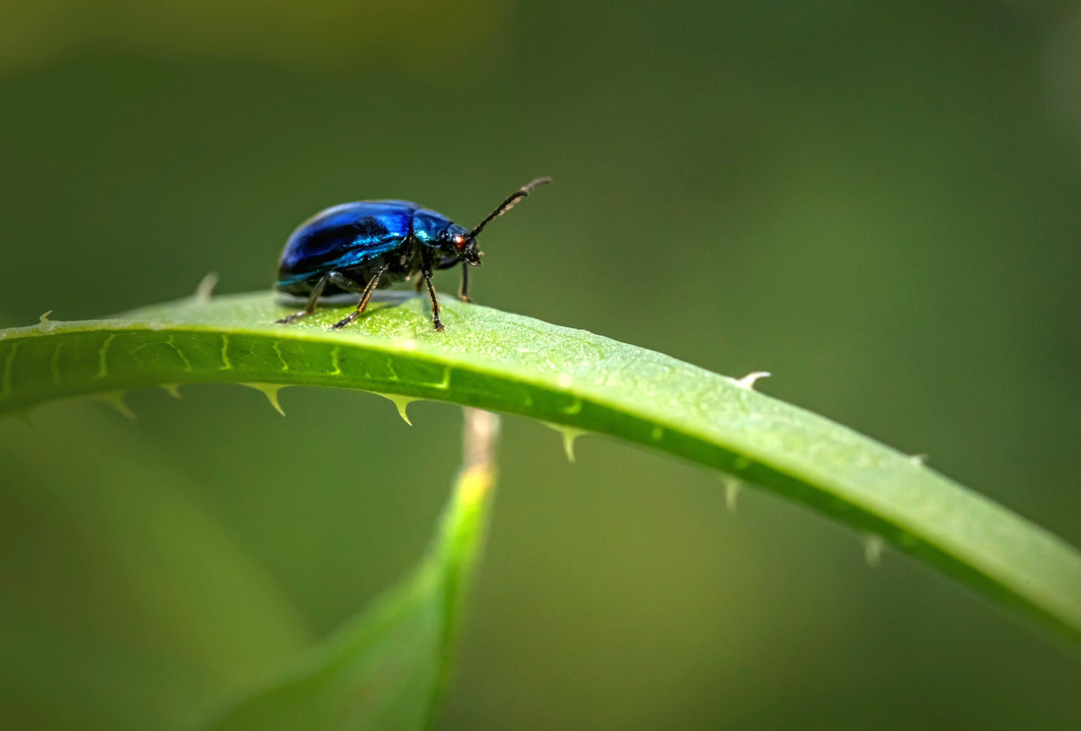 Animal Beetle wallpapers HD quality