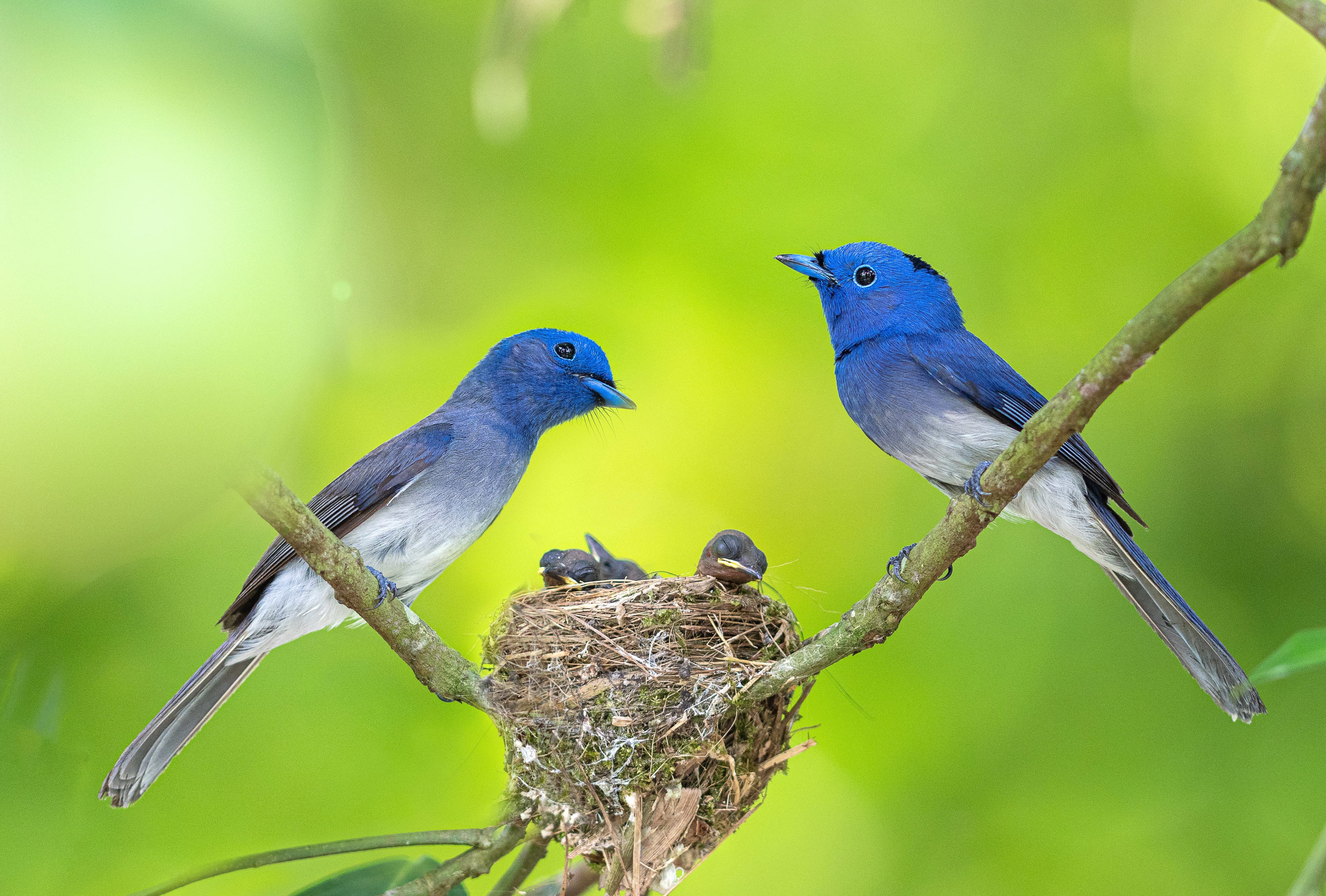 Animal Black-Naped Monarch wallpapers HD quality