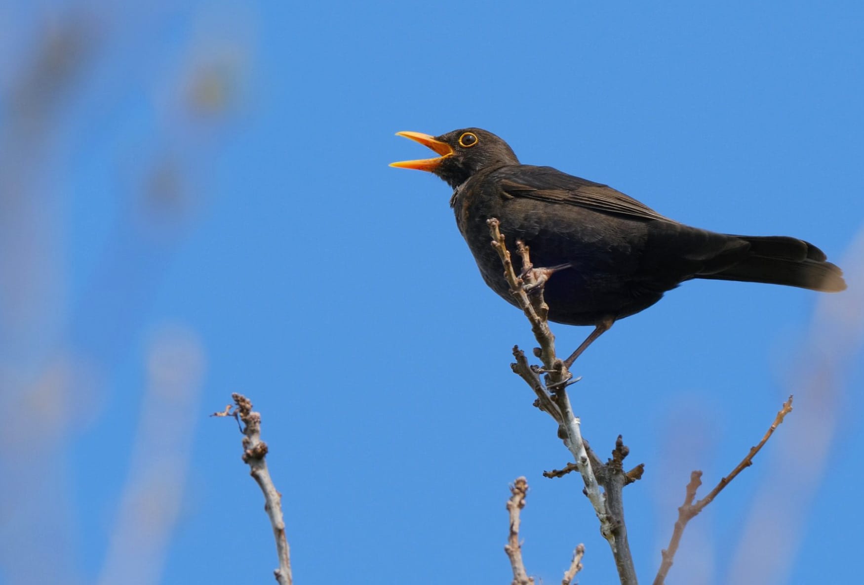 Animal Blackbird wallpapers HD quality