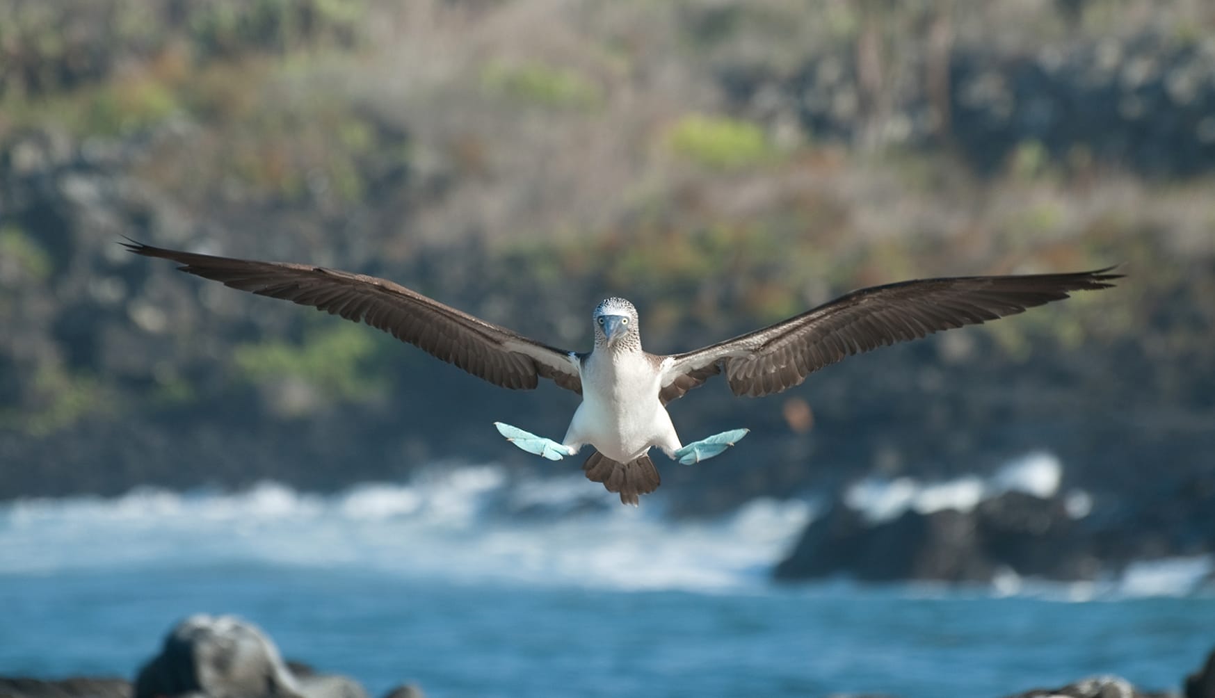 Animal Blue-footed Booby wallpapers HD Animal Blue-footed Booby wallpapers HD quality