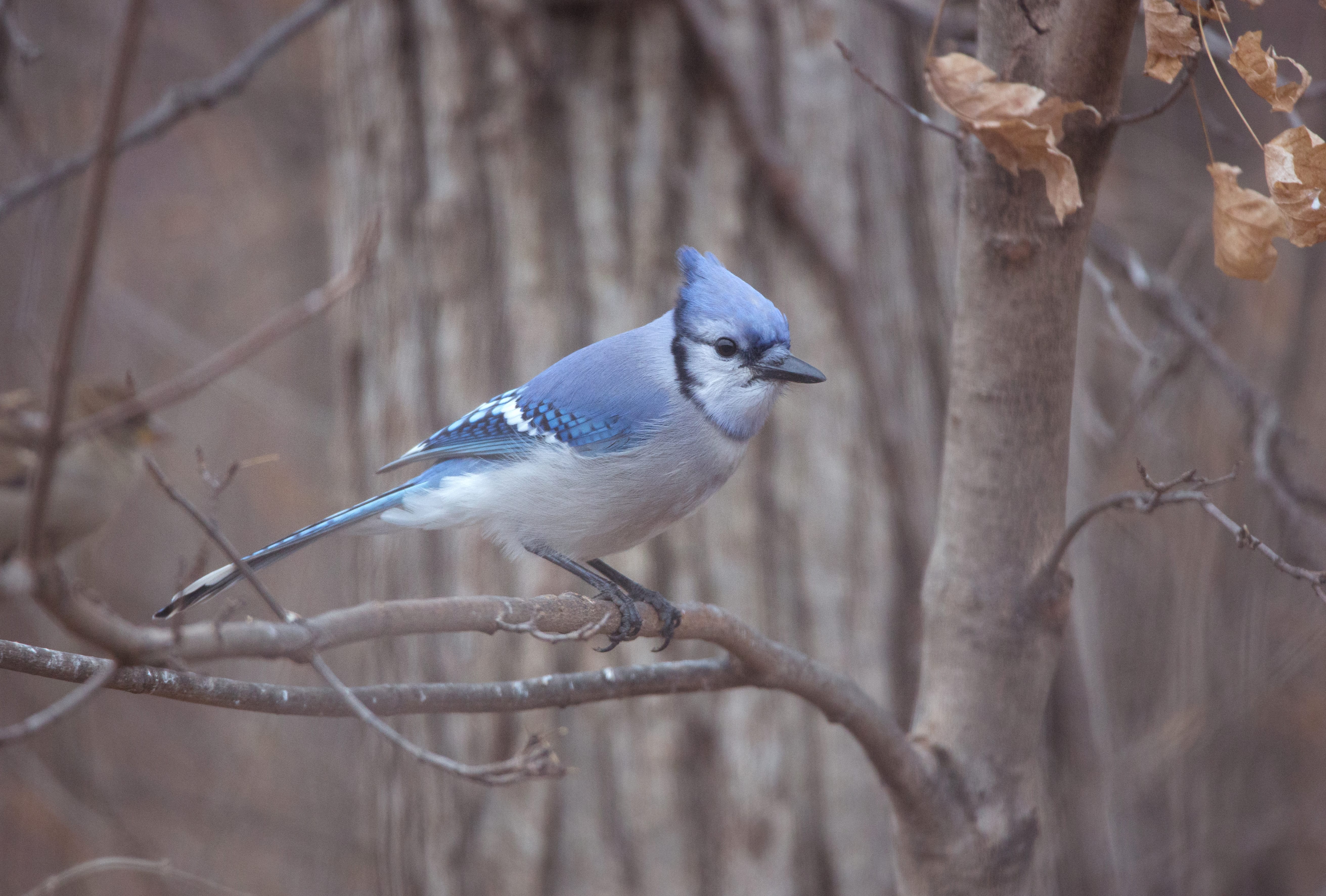 Animal Blue Jay wallpapers HD quality