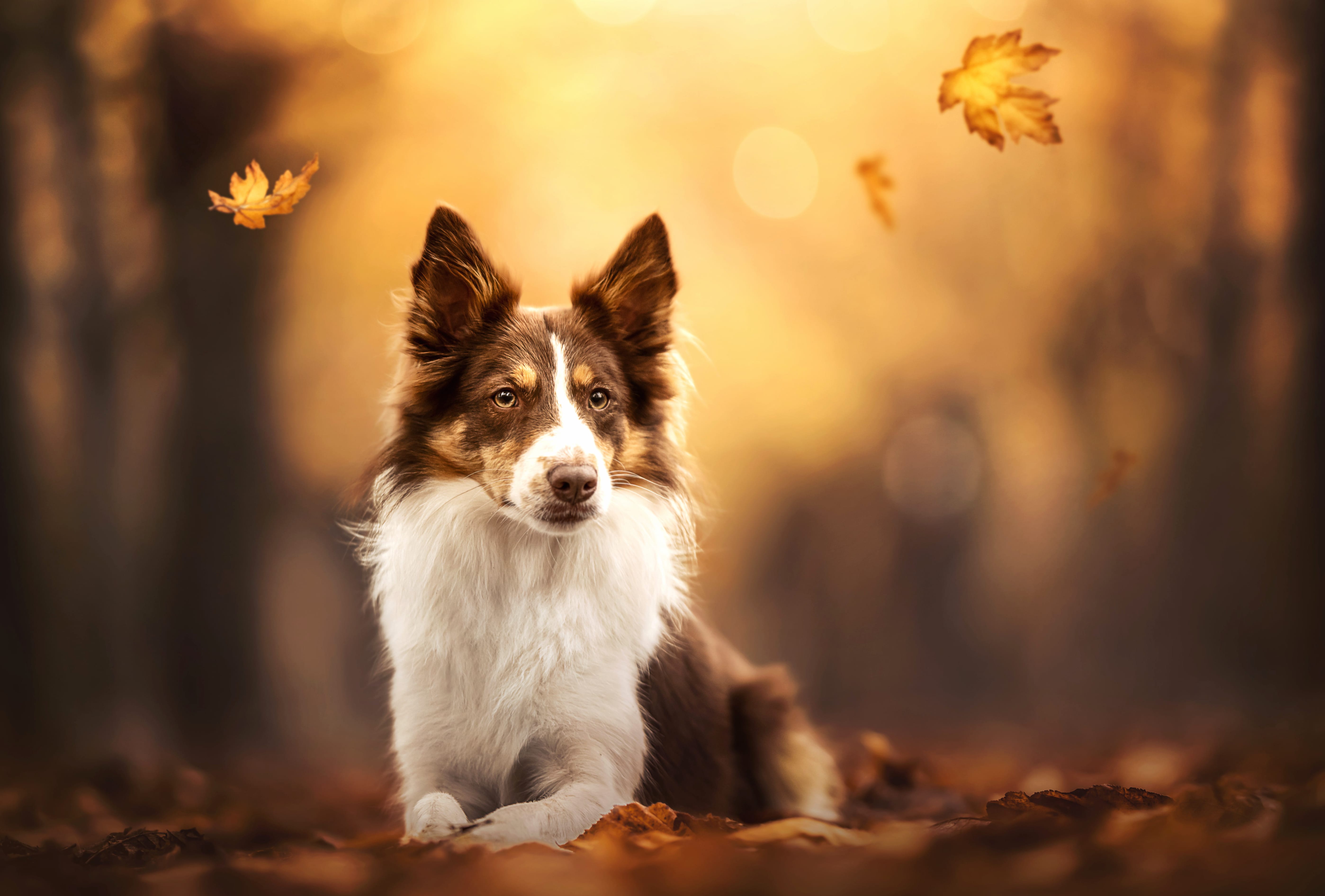Animal Border Collie wallpapers HD Animal Border Collie wallpapers HD quality