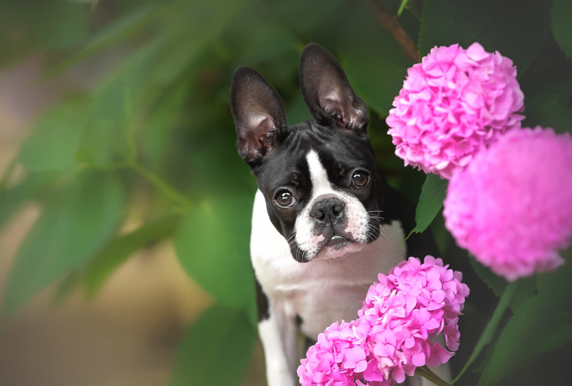 Animal Boston Terrier at 1280 x 960 size wallpapers HD quality